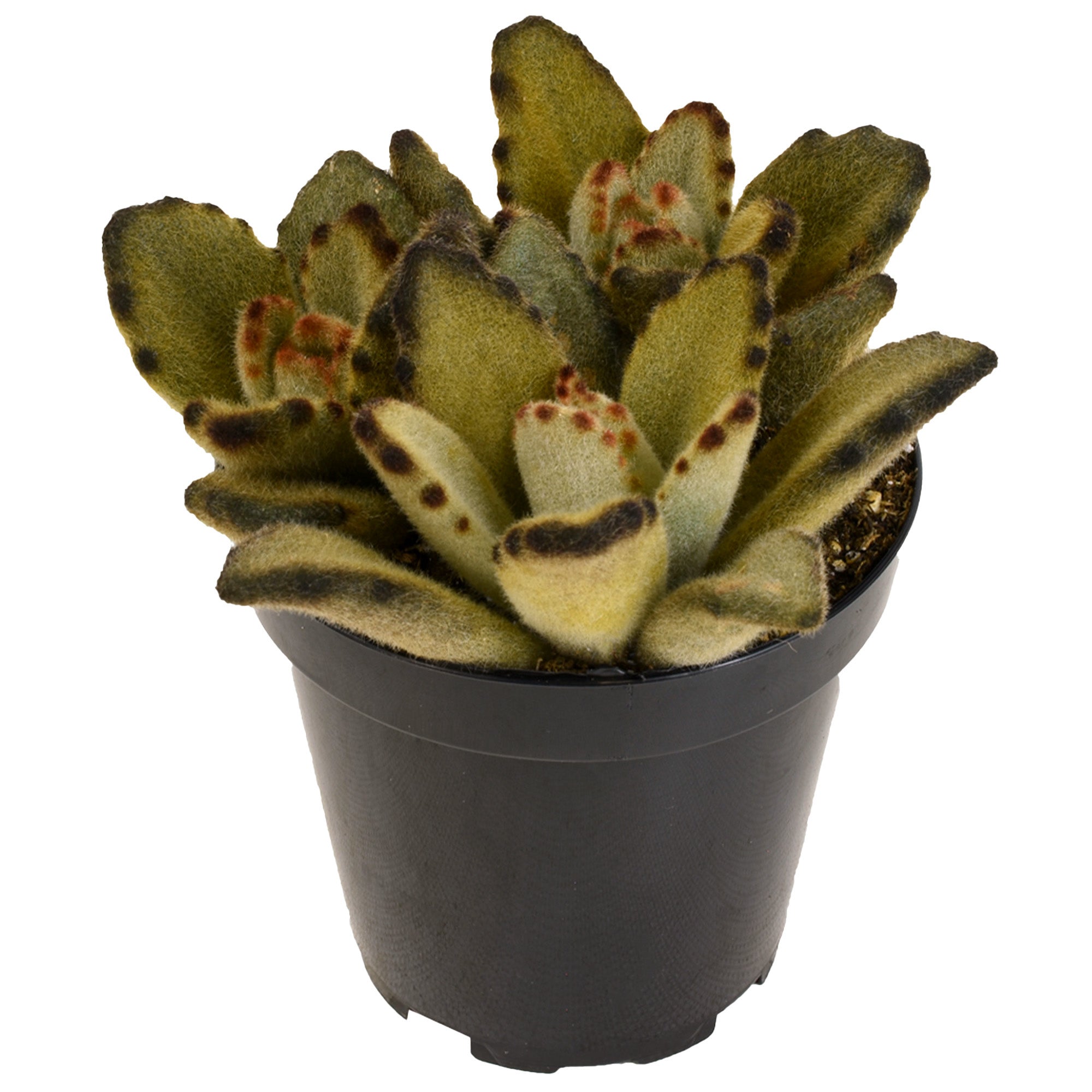 Teddy Bear Succulent: Fuzzy Succulent with Golden Tipped Leaves - Kalanchoe Tomentosa - (3.5") - Easy Plant Care - Unique Succulents - Great for Beginners