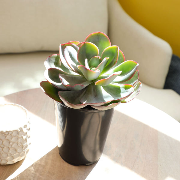 A green succulent plant, potted in a glossy black pot