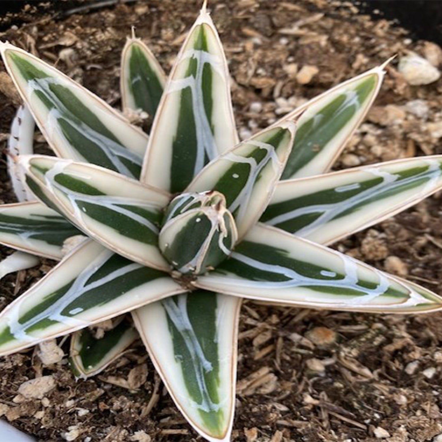 Rare White Rhino Agave: Unique Agave Succulent – Rare Plants & Rare Succulents – (3.5” Pot) – Grows Up To 1ft Tall – Premium Succulents – Queen Victoria Succulent Agave Hybrid – Rare Plant