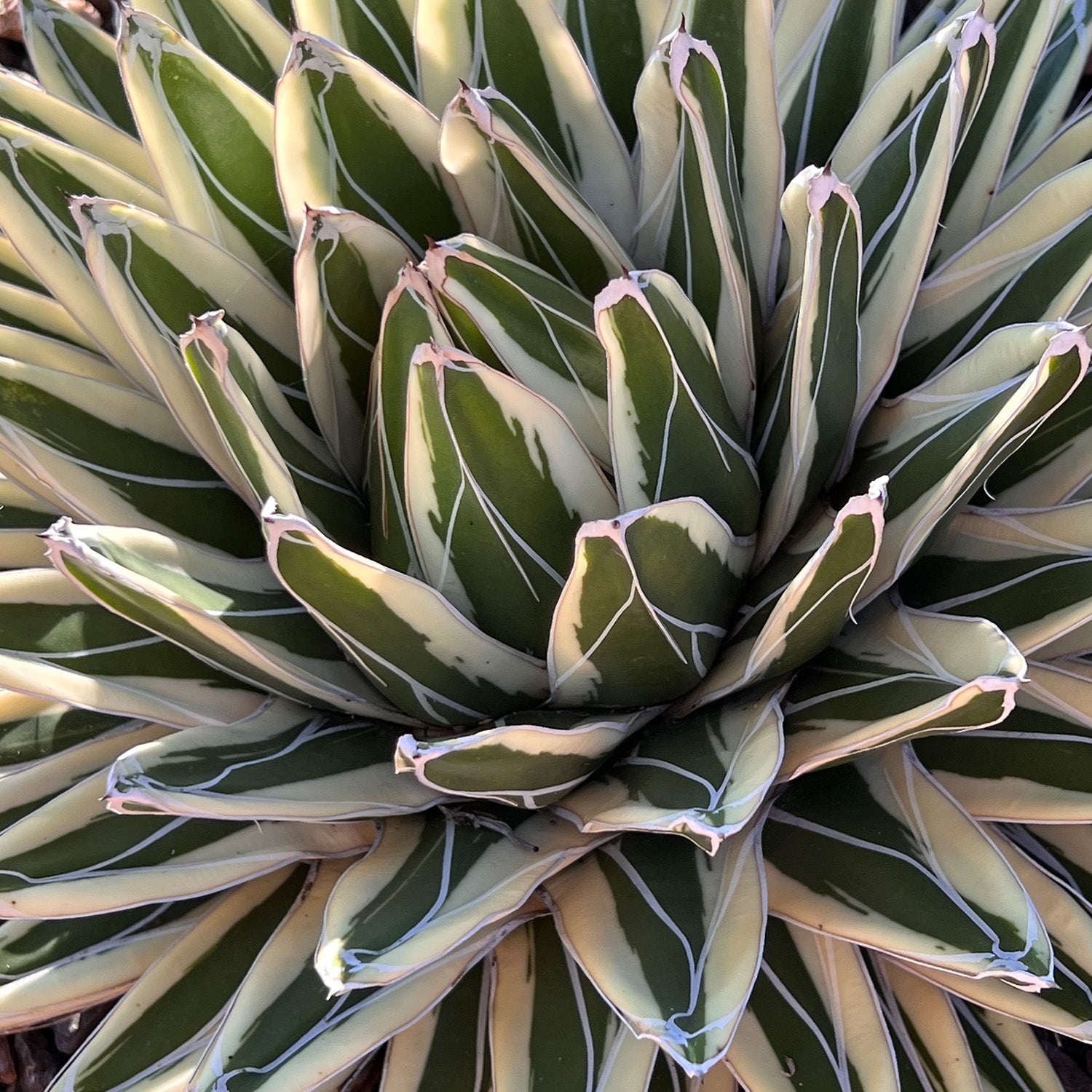 Rare White Rhino Agave: Unique Agave Succulent – Rare Plants & Rare Succulents – (3.5” Pot) – Grows Up To 1ft Tall – Premium Succulents – Queen Victoria Succulent Agave Hybrid – Rare Plant