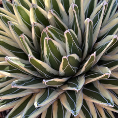 Rare White Rhino Agave: Unique Agave Succulent – Rare Plants & Rare Succulents – (3.5” Pot) – Grows Up To 1ft Tall – Premium Succulents – Queen Victoria Succulent Agave Hybrid – Rare Plant