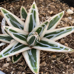 Rare White Rhino Agave: Unique Agave Succulent – Rare Plants & Rare Succulents – (3.5” Pot) – Grows Up To 1ft Tall – Premium Succulents – Queen Victoria Succulent Agave Hybrid – Rare Plant