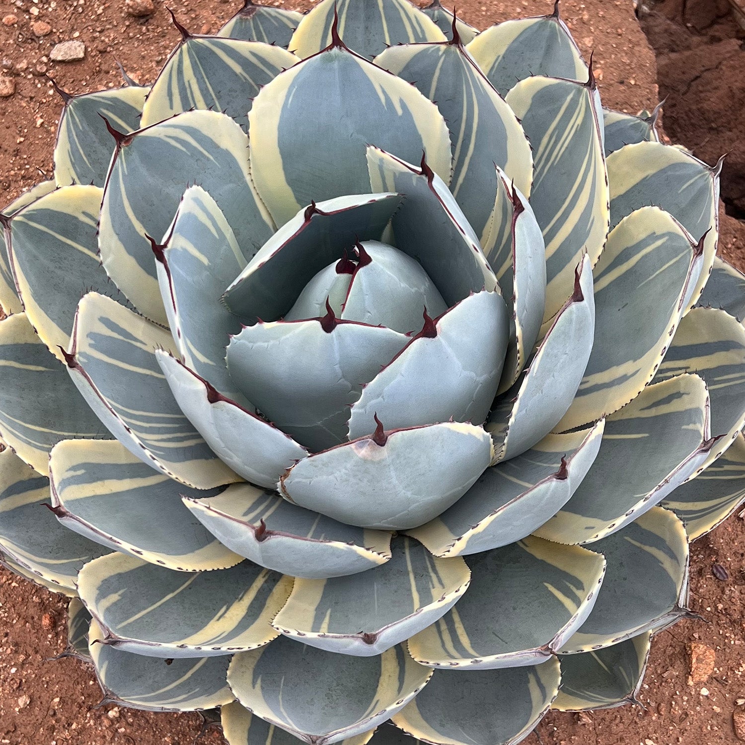 Rare Agave Parryi Truncata ‘Orizaba’: Blue Agave Rosette Succulent Plant – Artichoke Agave – Unique Plants & Rare Succulents – (3.5” Pot) – Grows Up To 2ft Tall – Premium Hybrid Succulent