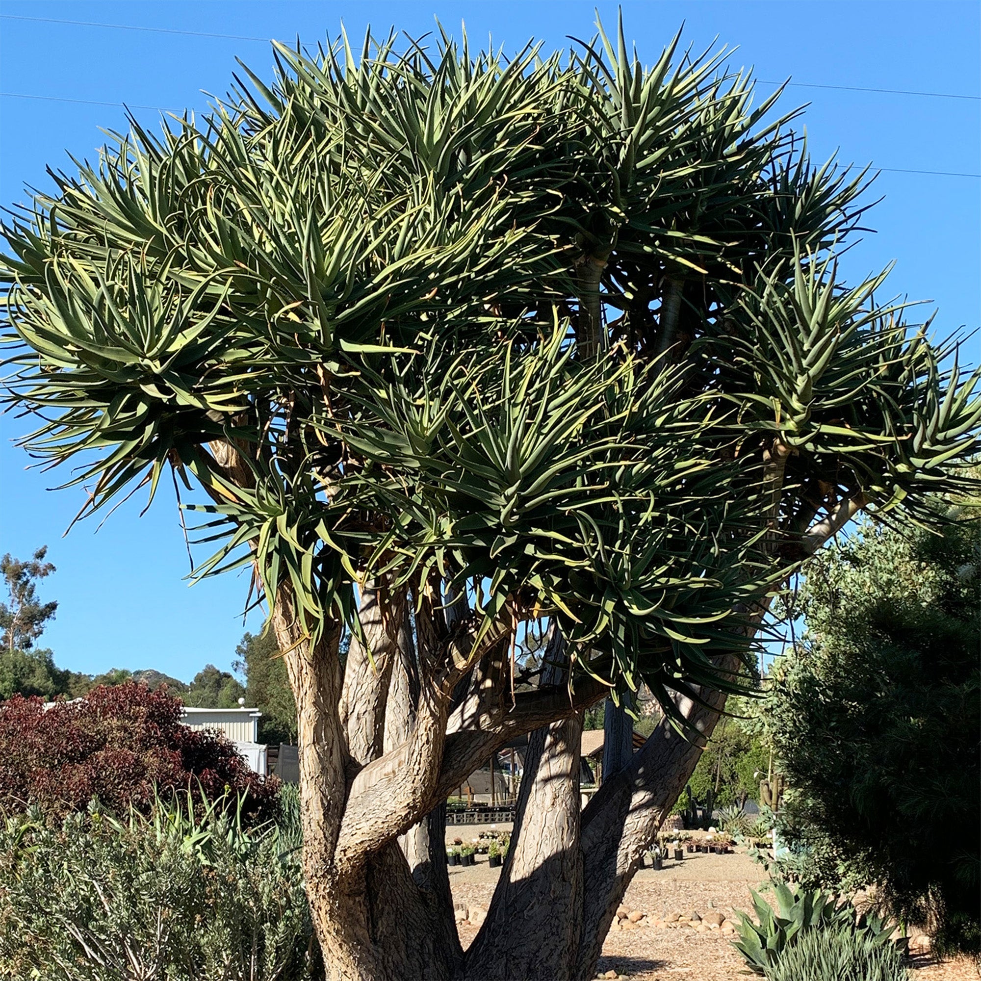 Rare Aloe Hercules: Tree Aloe Hybrid - Unique Plants & Rare Succulents - (3.5” Pot) – Grows Up To 40ft Tall - Hybrid Aloe Succulent - Uncommon Collector Plant