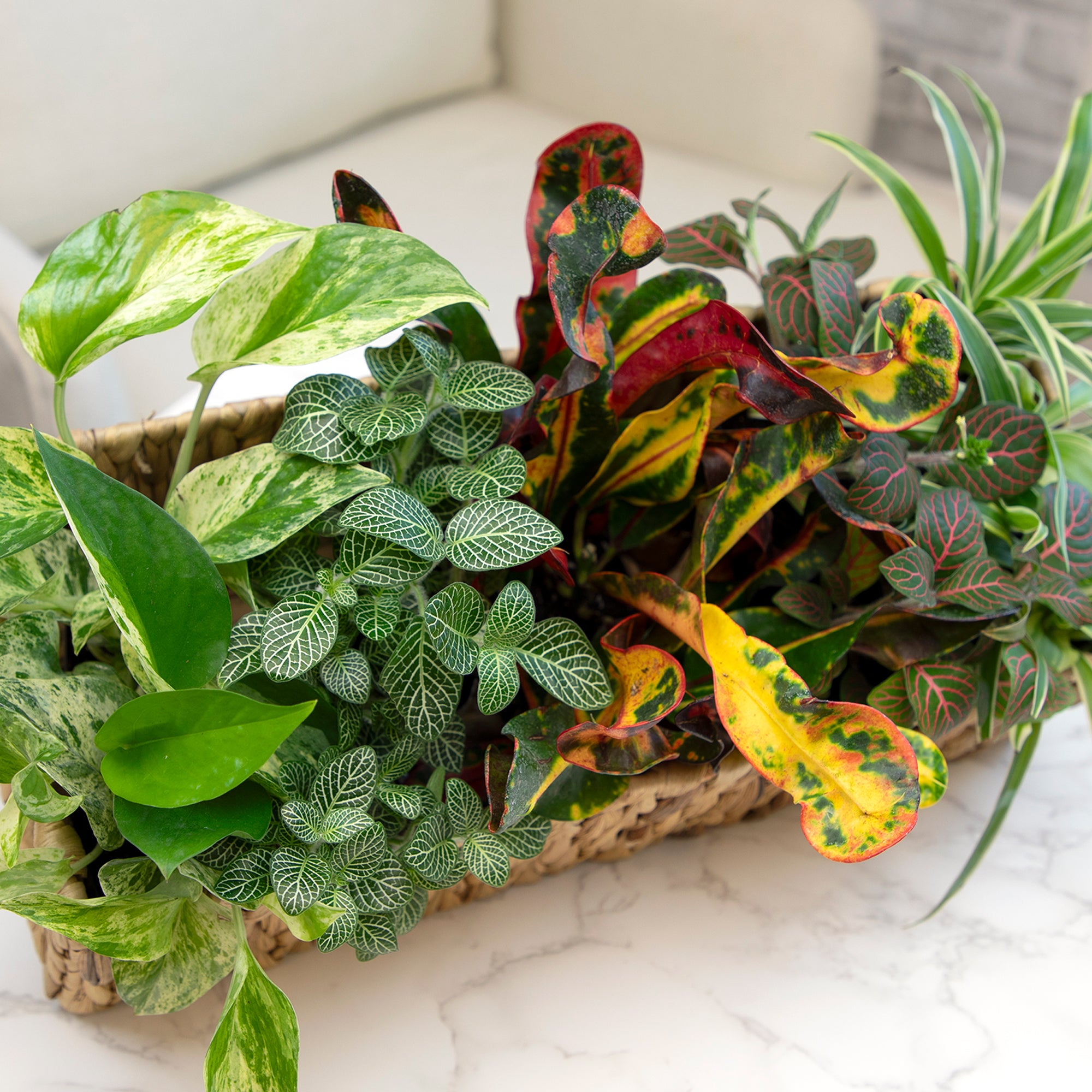 Popular Houseplant 12-pack: Easy Plant Variety Pack – Cute & Unique Plants - (2” Pots) – Live Indoor Plants for Home & Office – Includes Variegated Varieties