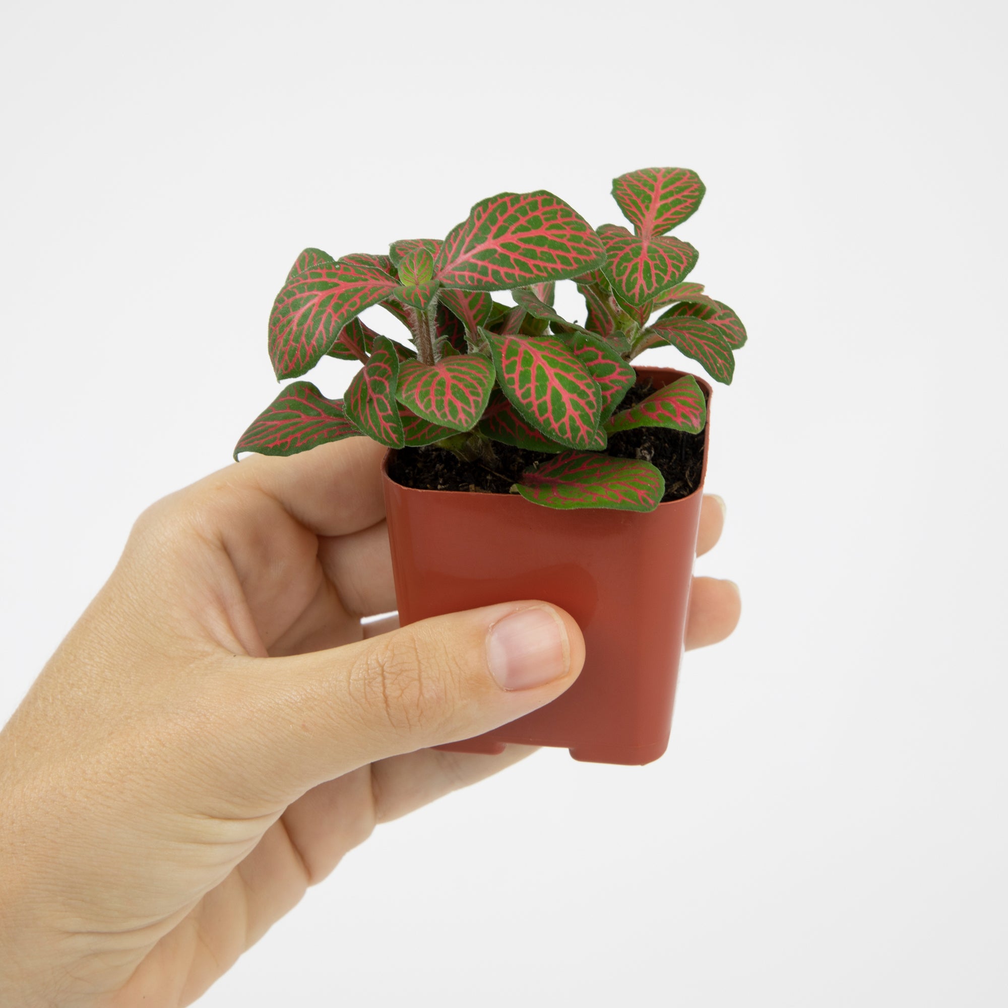 Popular Houseplant 12-pack: Easy Plant Variety Pack – Cute & Unique Plants - (2” Pots) – Live Indoor Plants for Home & Office – Includes Variegated Varieties