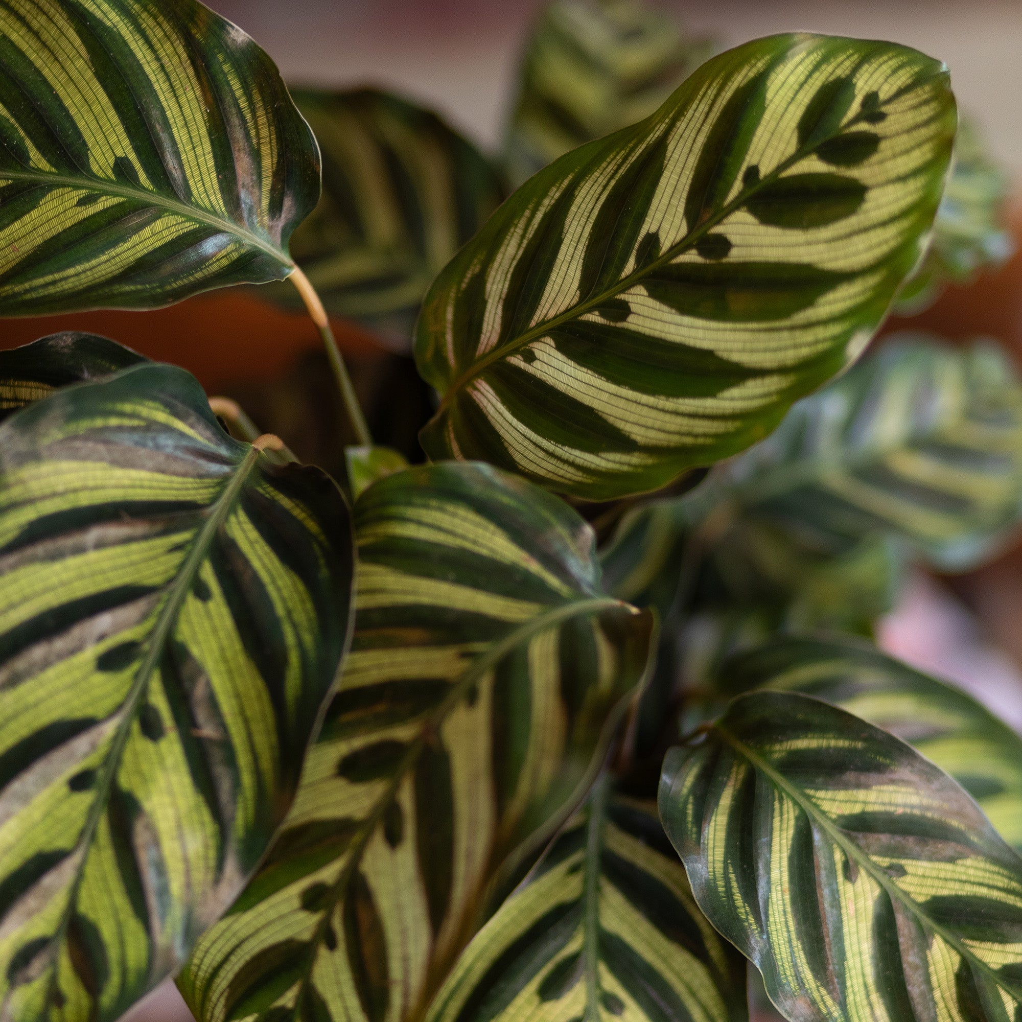 Calathea Peacock Plant : Pet Safe Plants for Plant Lovers - (6” Pot) – Makoyana - Prayer Plant - Non Toxic Plants for Cats & Dogs – Unique Live Indoor Plants