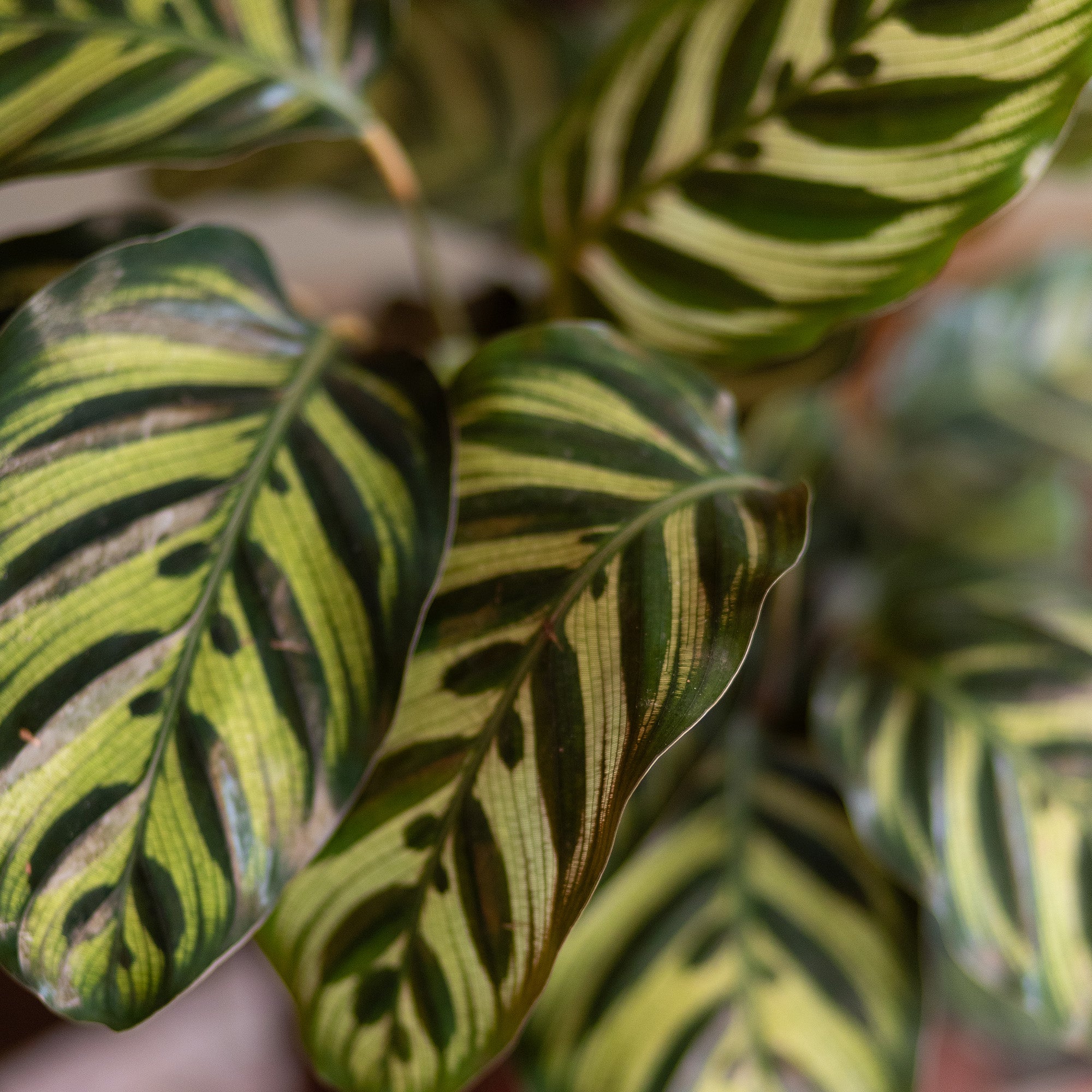 Calathea Peacock Plant : Pet Safe Plants for Plant Lovers - (6” Pot) – Makoyana - Prayer Plant - Non Toxic Plants for Cats & Dogs – Unique Live Indoor Plants