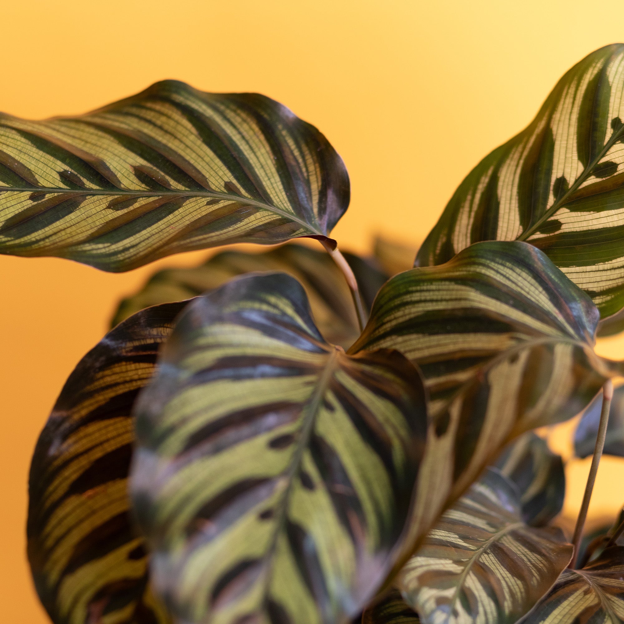 Calathea Peacock Plant : Pet Safe Plants for Plant Lovers - (6” Pot) – Makoyana - Prayer Plant - Non Toxic Plants for Cats & Dogs – Unique Live Indoor Plants