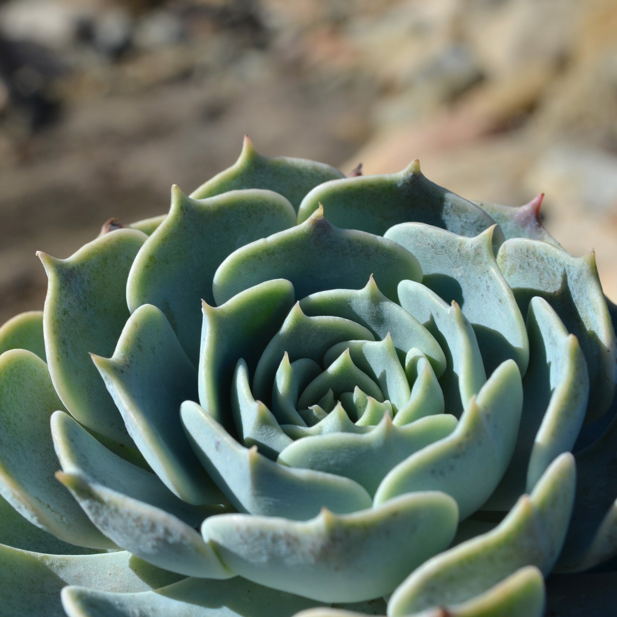 Echeveria ‘Arctic Ice’ USPP29,584: Blue Hen n' Chicks Succulent - Pet-friendly Plant for Cats & Dogs - (3.5") - Drought Tolerant Plants - Easy Plant Care - Hybrid Non-toxic Succulents – Flowering Plant