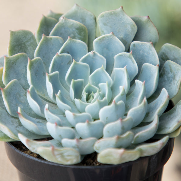 iceberg plant succulent Echeveria ‘Arctic Ice’ USPP29,584: Blue Hen n' Chicks Succulent - Pet-friendly Plant for Cats & Dogs - (3.5") - Drought Tolerant Plants