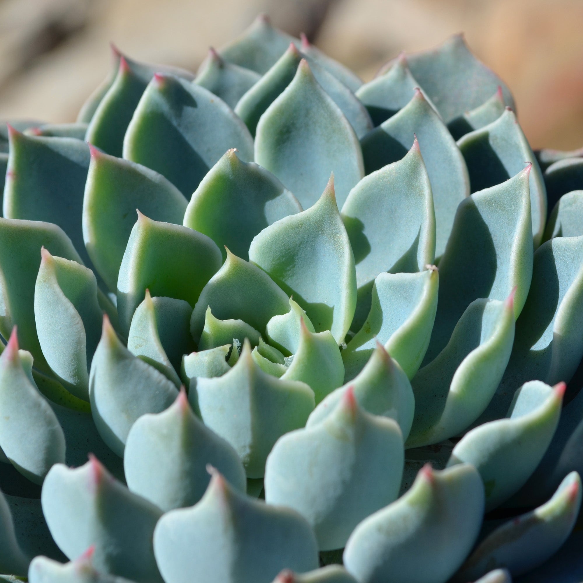 Echeveria ‘Arctic Ice’ USPP29,584: Blue Hen n' Chicks Succulent - Pet-friendly Plant for Cats & Dogs - (3.5") - Drought Tolerant Plants - Easy Plant Care - Hybrid Non-toxic Succulents – Flowering Plant
