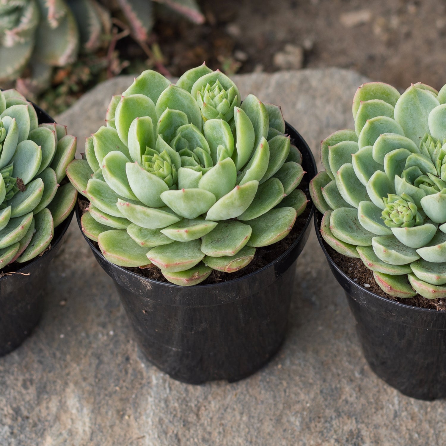 Hybrid Echeveria ‘Lime n’ Chile’: Hen n' Chicks Succulent - Pet-friendly Plant for Cats & Dogs - (3.5") - Drought Tolerant Plants - Easy Plant Care - Non-toxic Succulents – Flowering Plant