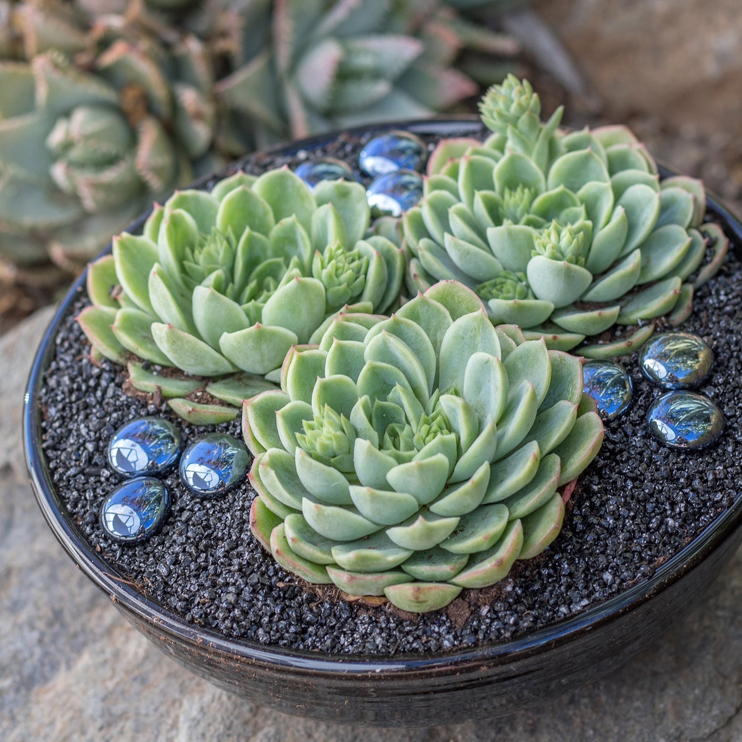 Hybrid Echeveria ‘Lime n’ Chile’: Hen n' Chicks Succulent - Pet-friendly Plant for Cats & Dogs - (3.5") - Drought Tolerant Plants - Easy Plant Care - Non-toxic Succulents – Flowering Plant