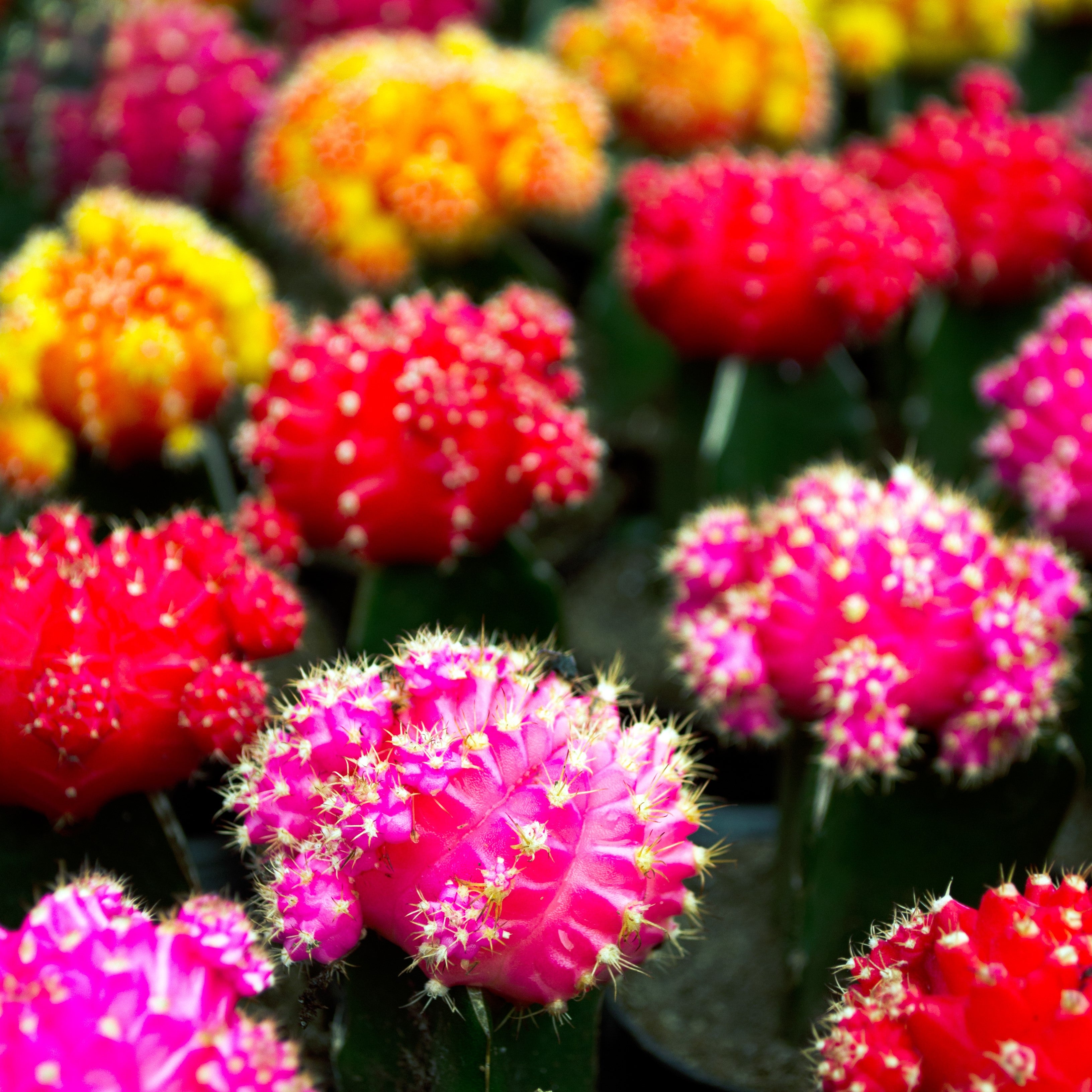 Grafted Cactus 3-pack: Colorful Moon Cacti Mix Pack – Great for Gifting – Easy Plant Care – (3.5” Pots) – Unique Moon Cactus Houseplants