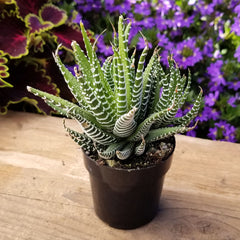 Haworthia Zebra Plant: Funky & Unique Succulent - Pet-friendly Plant for Cats & Dogs - (3.5") – Haworthia Fasciata - Easy Plant Care - Non-toxic Succulents