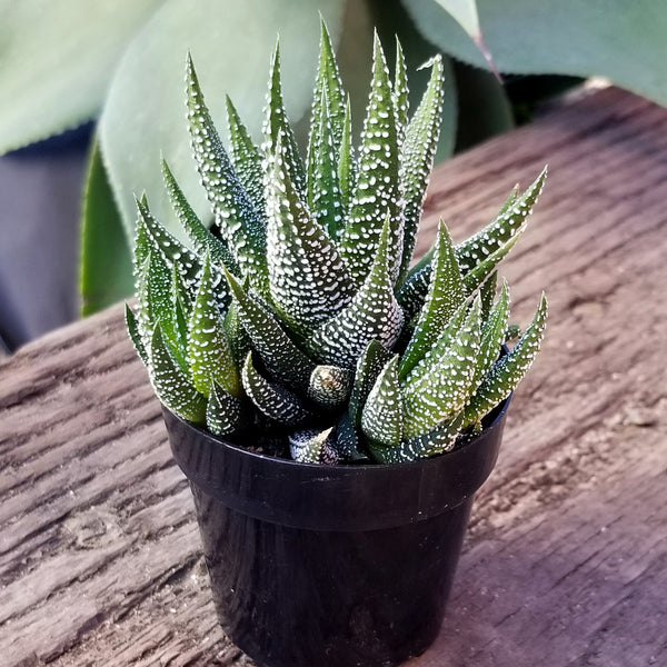 Haworthia Zebra Plant: Funky & Unique Succulent - Pet-friendly Plant f –  Altman Plants