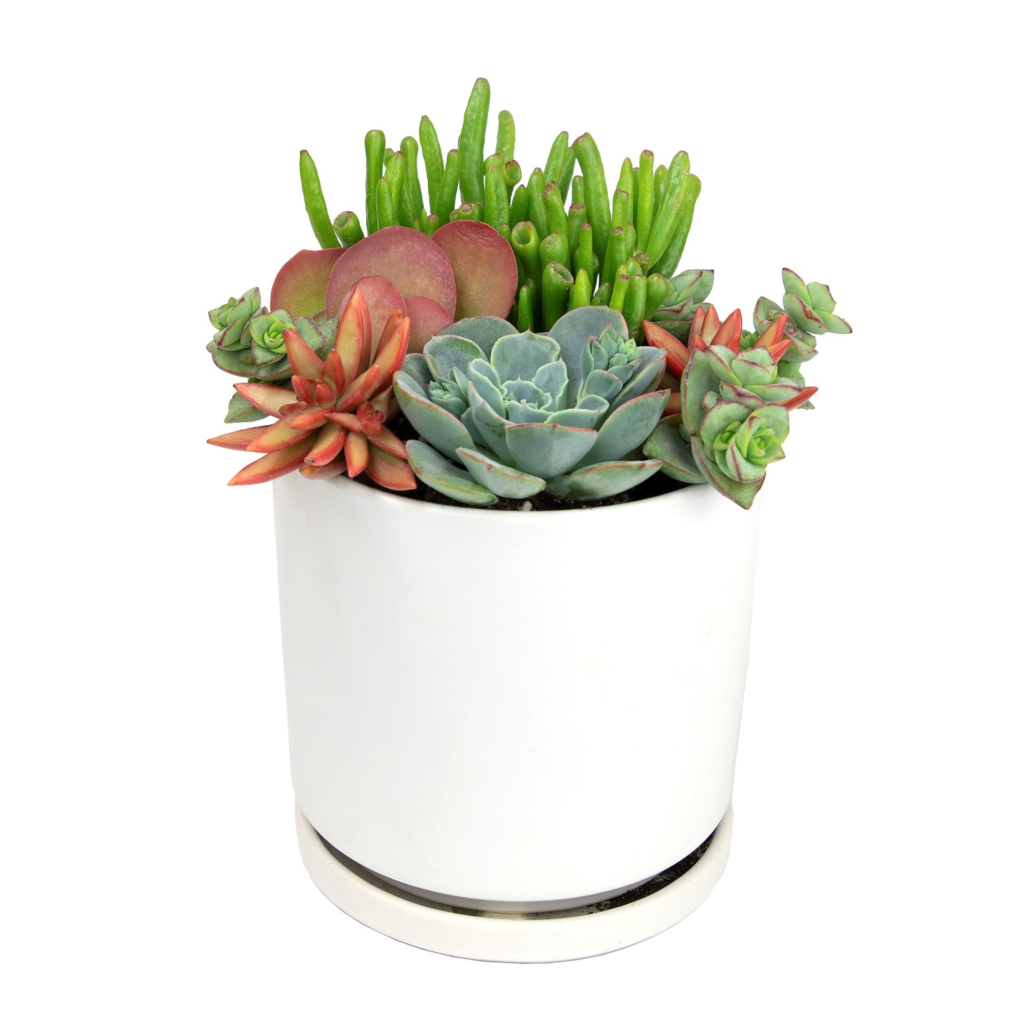3PK 3.5" DESERT FIRE SUCCULENTS Live, easy to care for succulent
