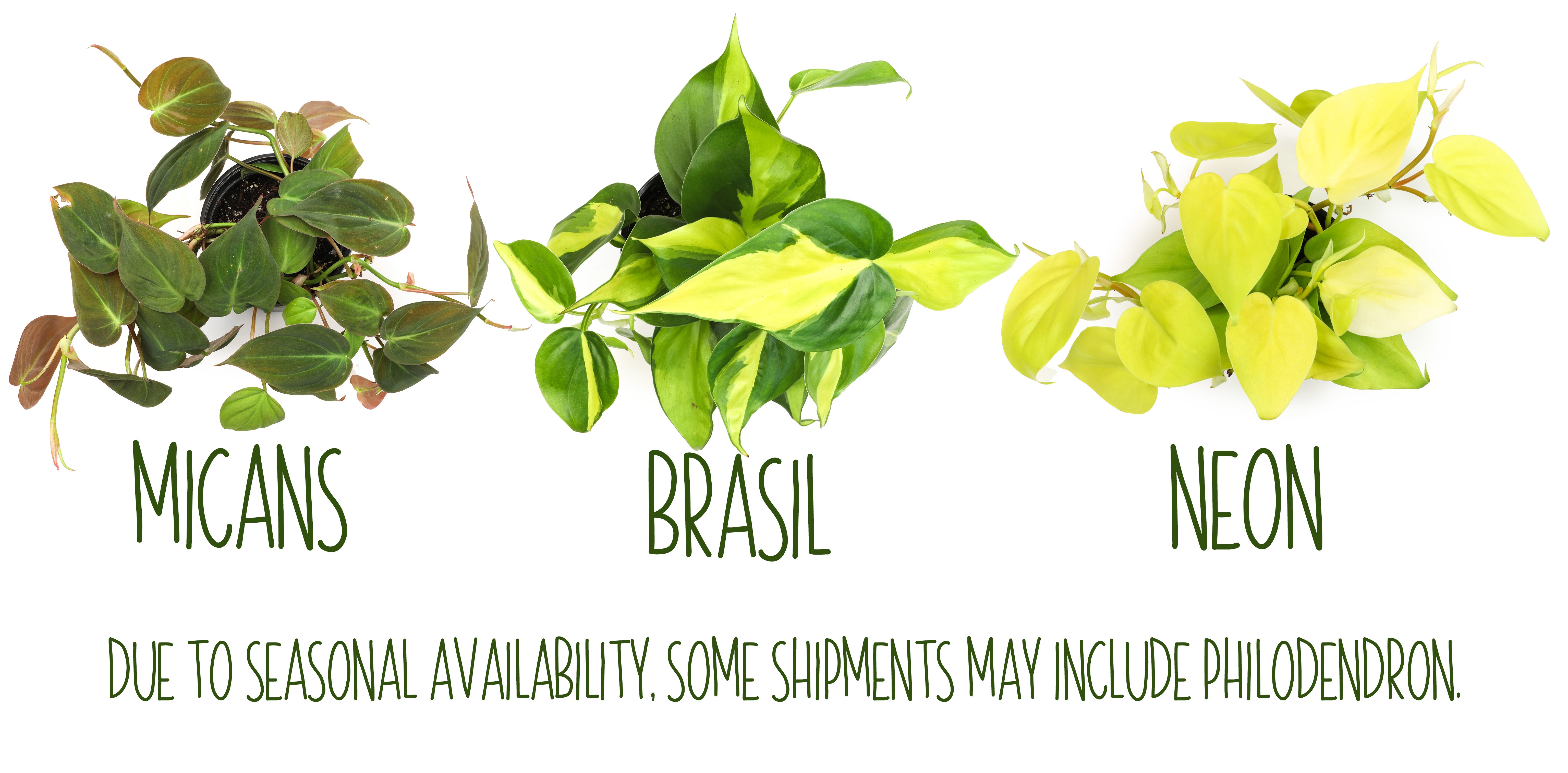 Popular Pothos Plants 4-pack: Easy Hanging Vines & Variegated Plants - (4.25” Pots) - Golden Pothos - Marble Queen Pothos - Neon Pothos - Satin Pothos