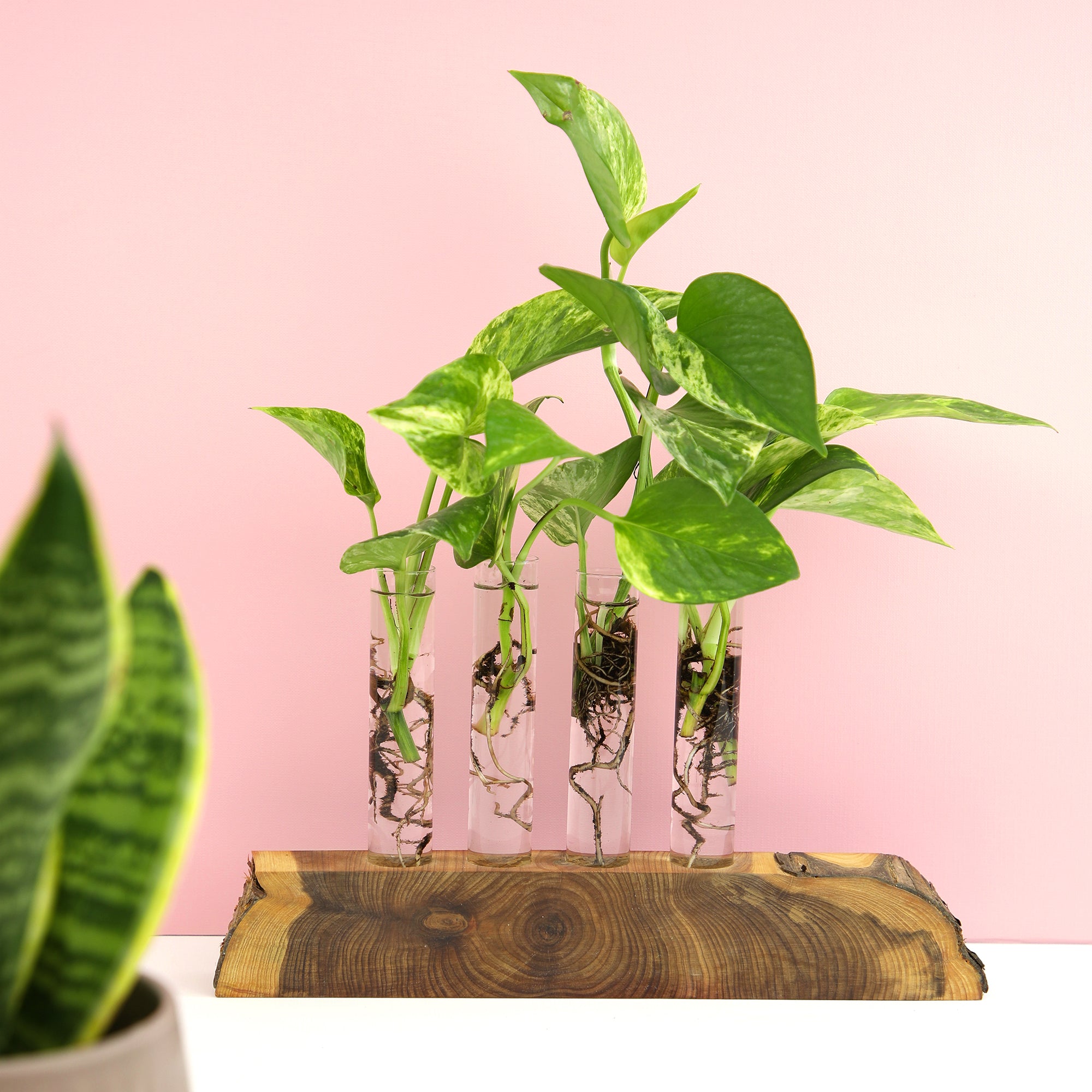 Popular Pothos Plants 6-pack: Trailing / Hanging Vines & Variegated Plants - (2” Pots) - Golden Pothos - Marble Queen Pothos - Neon Pothos - Satin Pothos