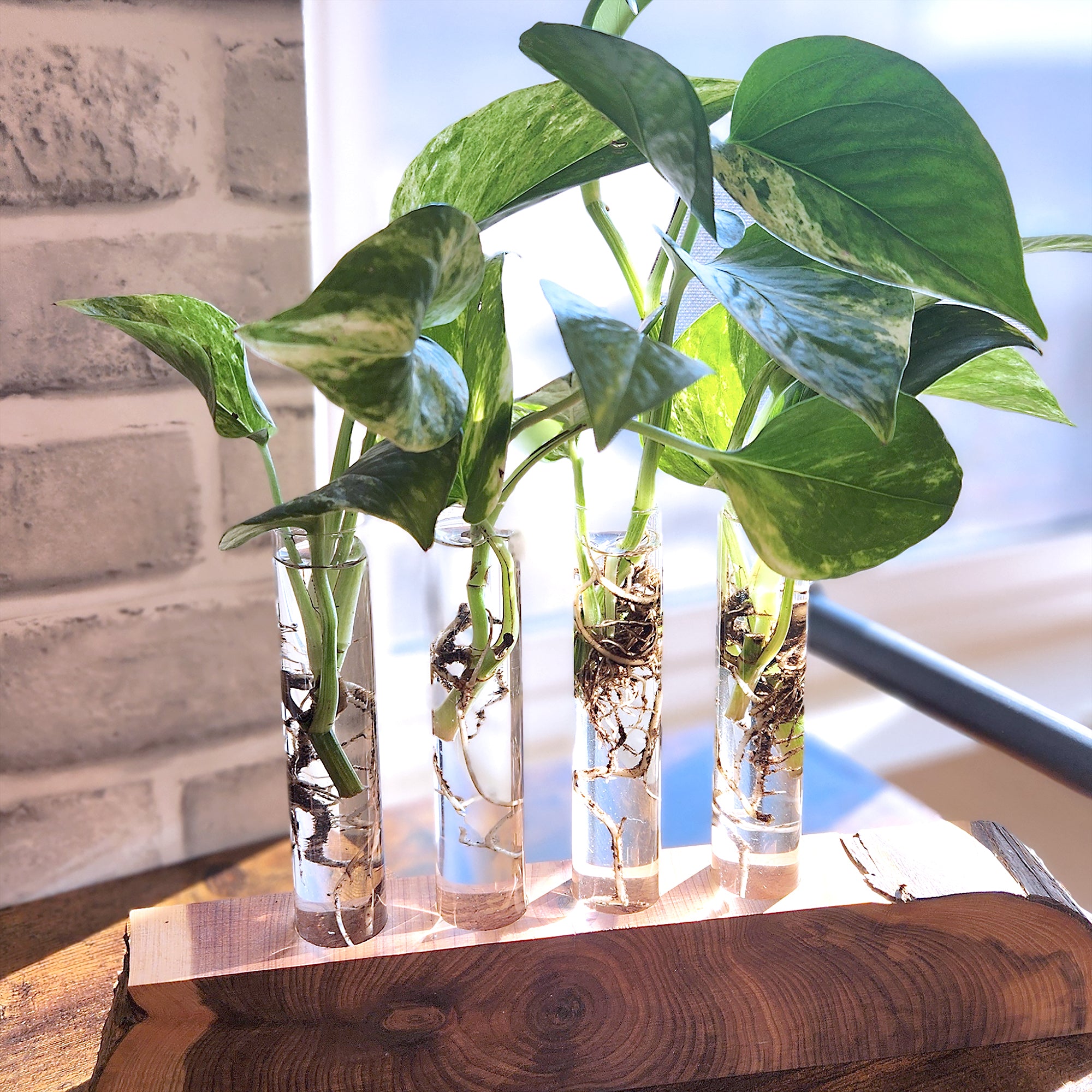 Popular Pothos Plants 6-pack: Trailing / Hanging Vines & Variegated Plants - (2” Pots) - Golden Pothos - Marble Queen Pothos - Neon Pothos - Satin Pothos