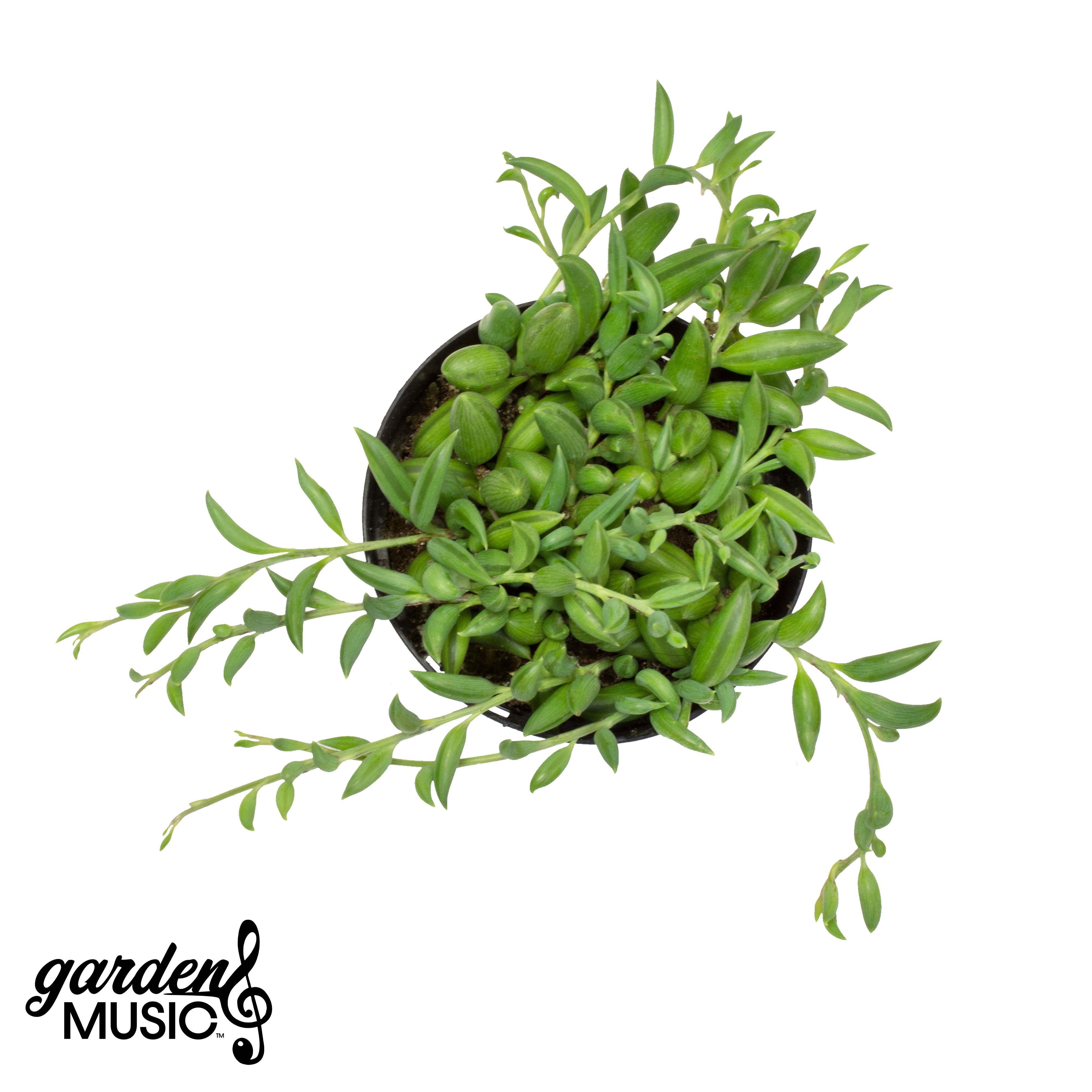 Garden Music™ Senecio radicans “String of Bananas”