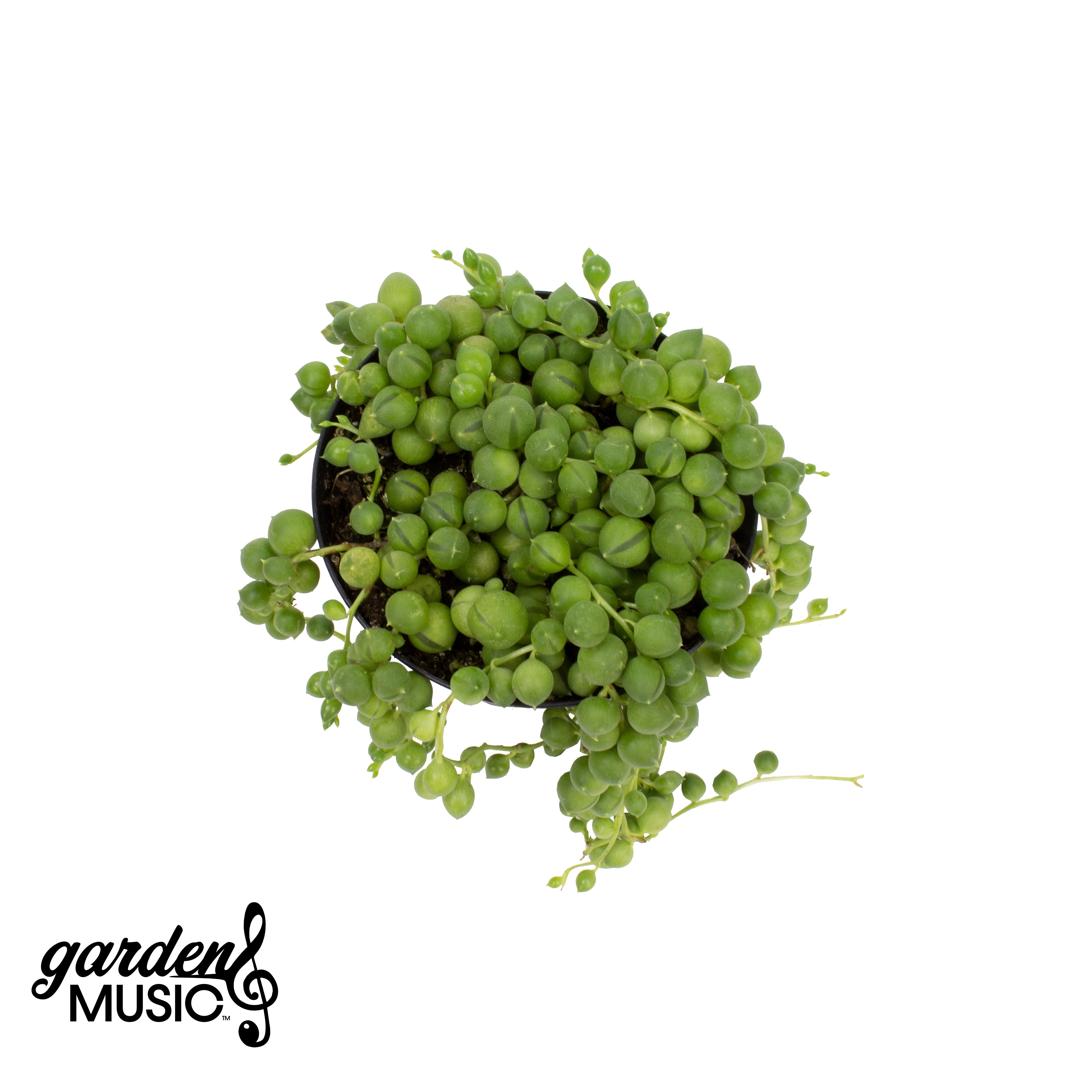Garden Music™ Senecio rowleyanus “String of Pearls”