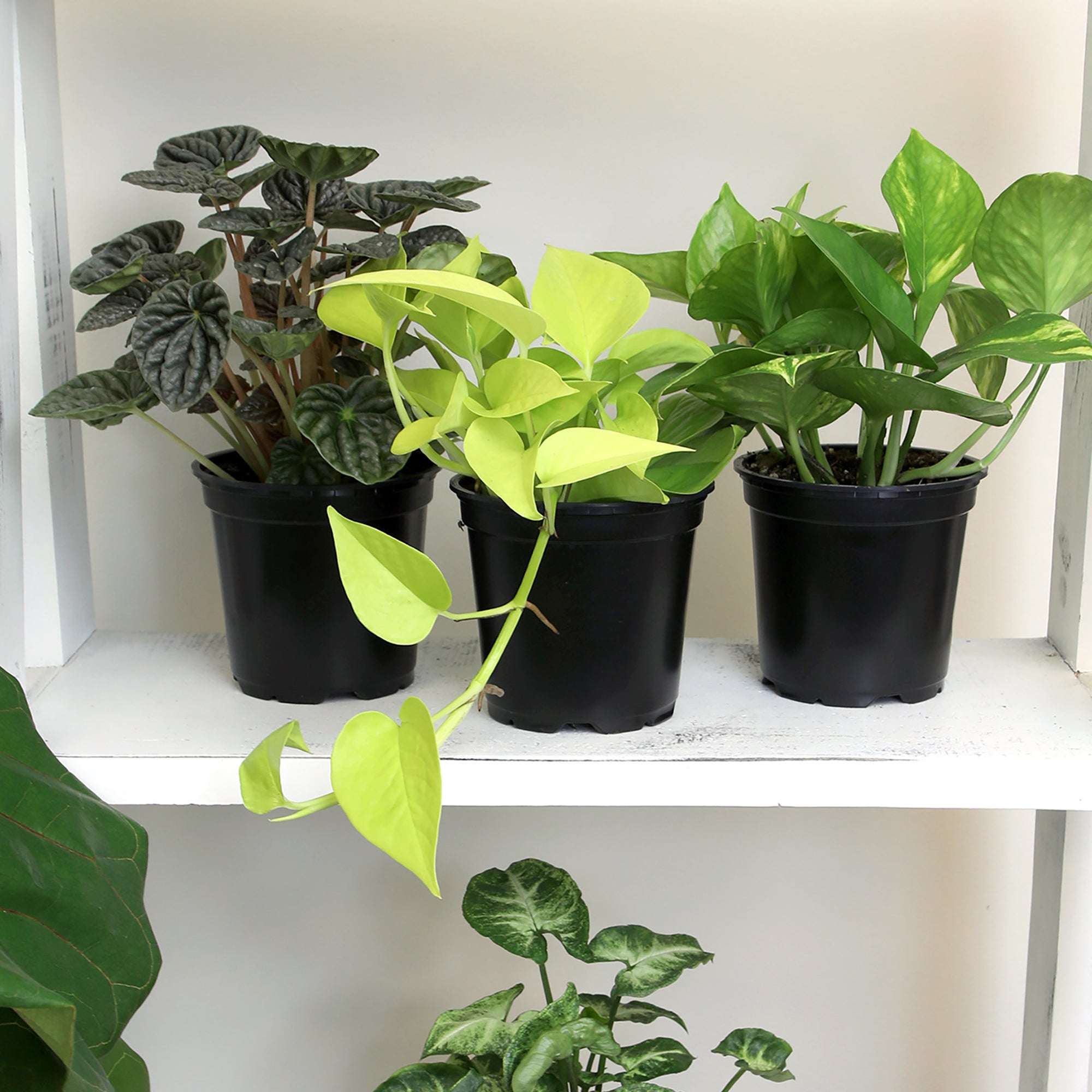Essential Houseplant 4-pack: Popular Air Purifying Live Plants - (4.25” Pots) - Marble Queen Pothos – Peperomia - Calathea - Syngonium - Sansevieria Snake Plants - Neon Pothos - Ferns - Easy Care Plants for Beginners - No Duplicates