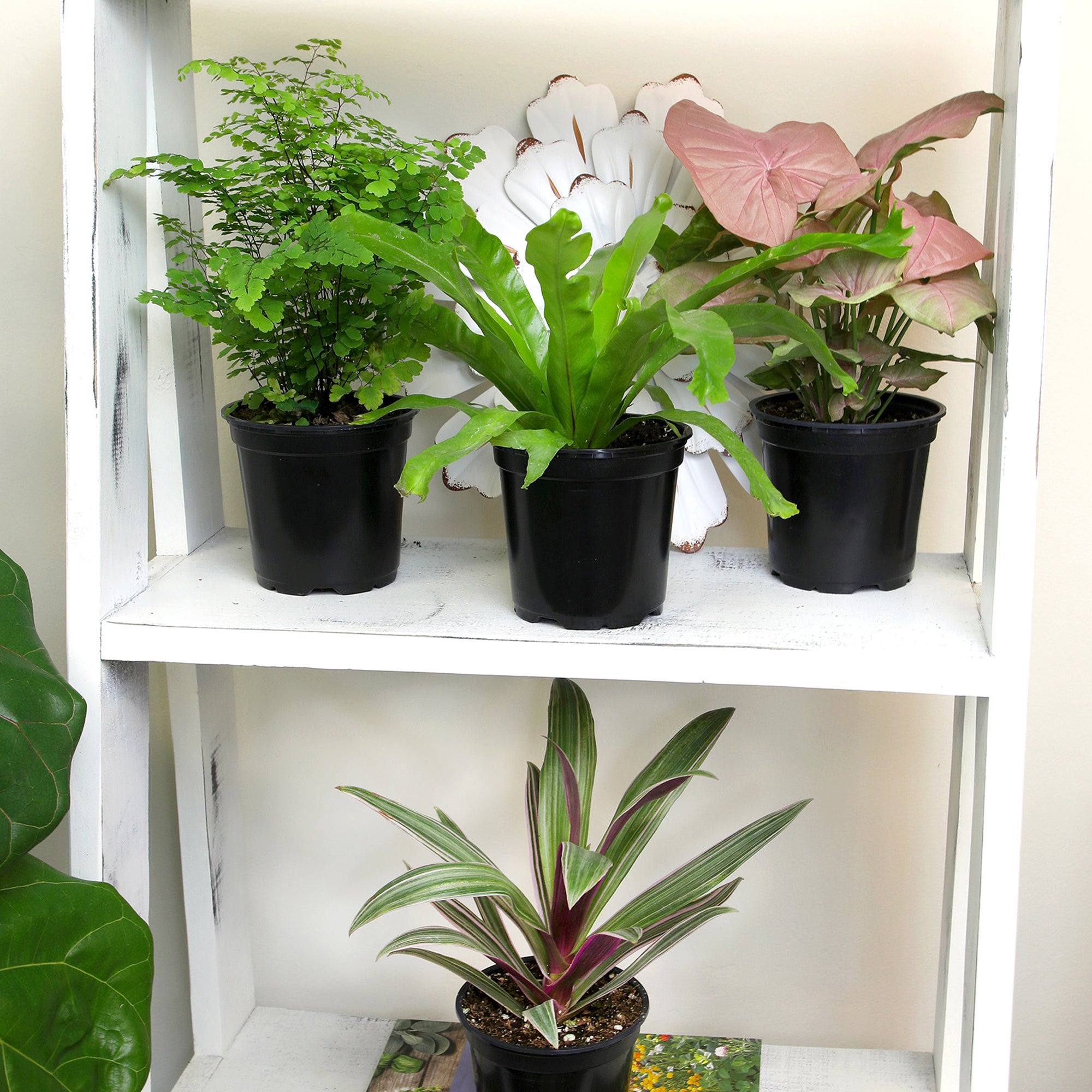 Essential Houseplant 4-pack: Popular Air Purifying Live Plants - (4.25” Pots) - Marble Queen Pothos – Peperomia - Calathea - Syngonium - Sansevieria Snake Plants - Neon Pothos - Ferns - Easy Care Plants for Beginners - No Duplicates