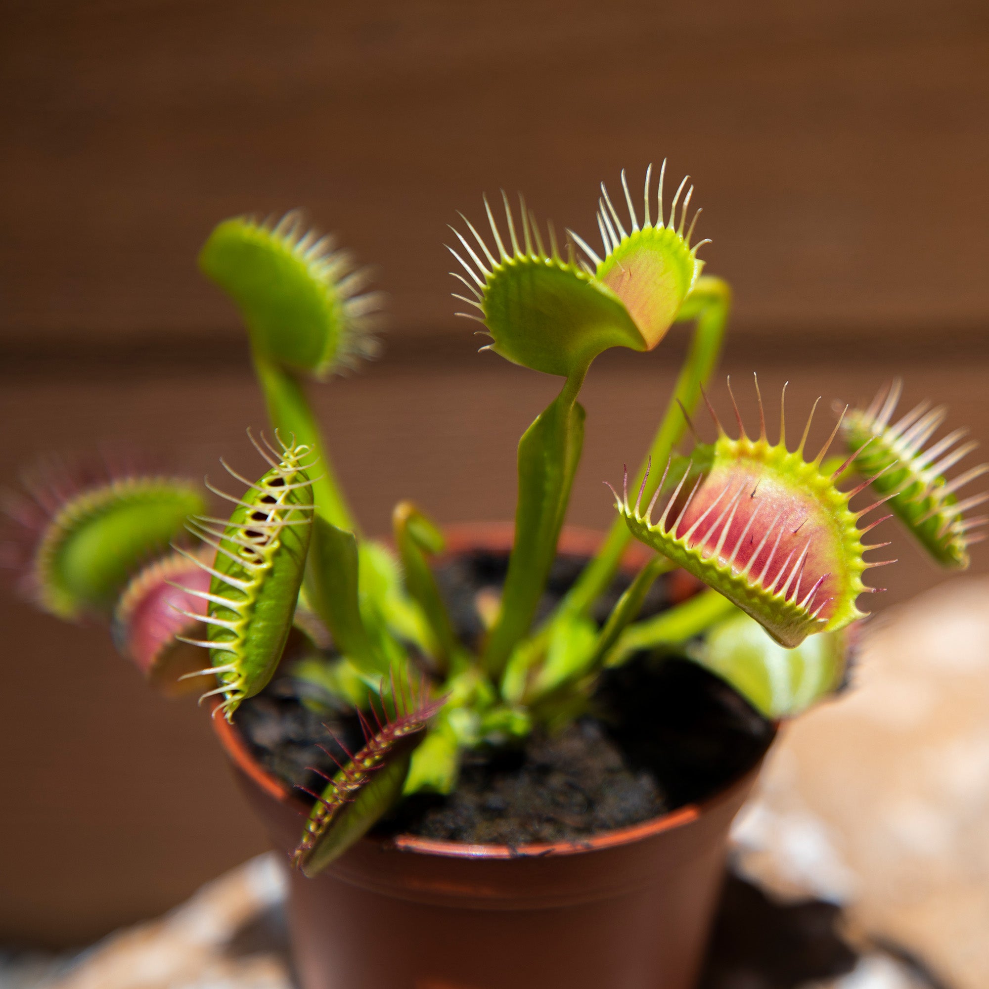 Venus Fly Trap: Pet Friendly Plant - Eats Flies, Spiders & Bugs - (3β Pot) - Unique Plants β Bog Garden Plants β Non-toxic Venus Flytrap - Carnivorous Plant for Kids