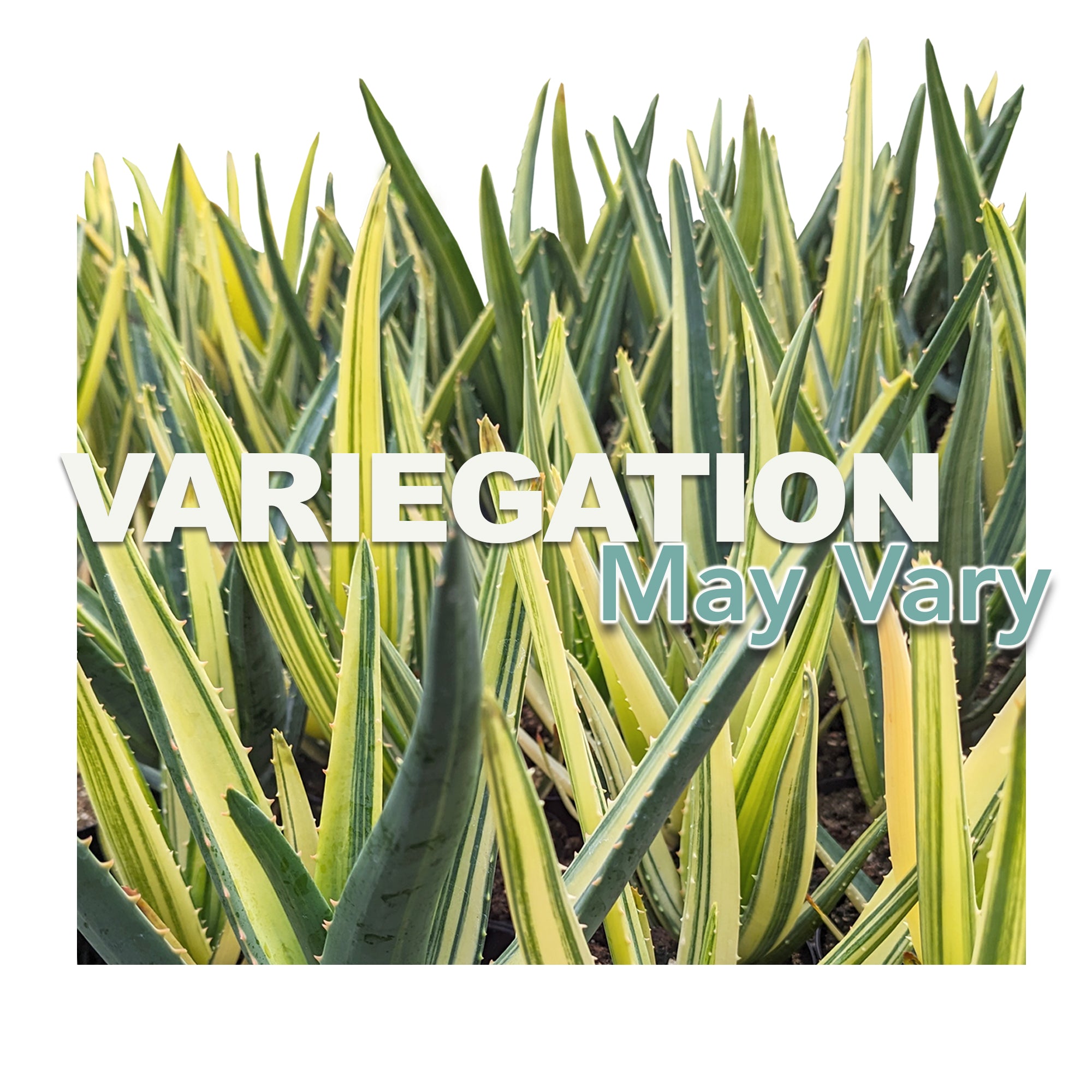 Rare Variegated Aloe Hercules: Tree Aloe Hybrid - Unique Plants & Rare Succulents - (3.5” Pot) – Grows Up To 40ft - Aloe Barberae & Dichotoma Hybrid Aloe - Uncommon Collector Plant