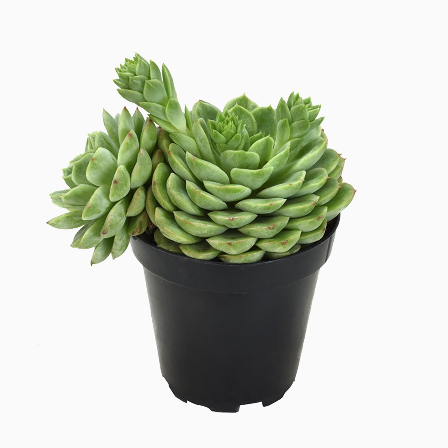 Hybrid Echeveria ‘Lime n’ Chile’: Hen n' Chicks Succulent - Pet-friendly Plant for Cats & Dogs - (3.5") - Drought Tolerant Plants - Easy Plant Care - Non-toxic Succulents – Flowering Plant