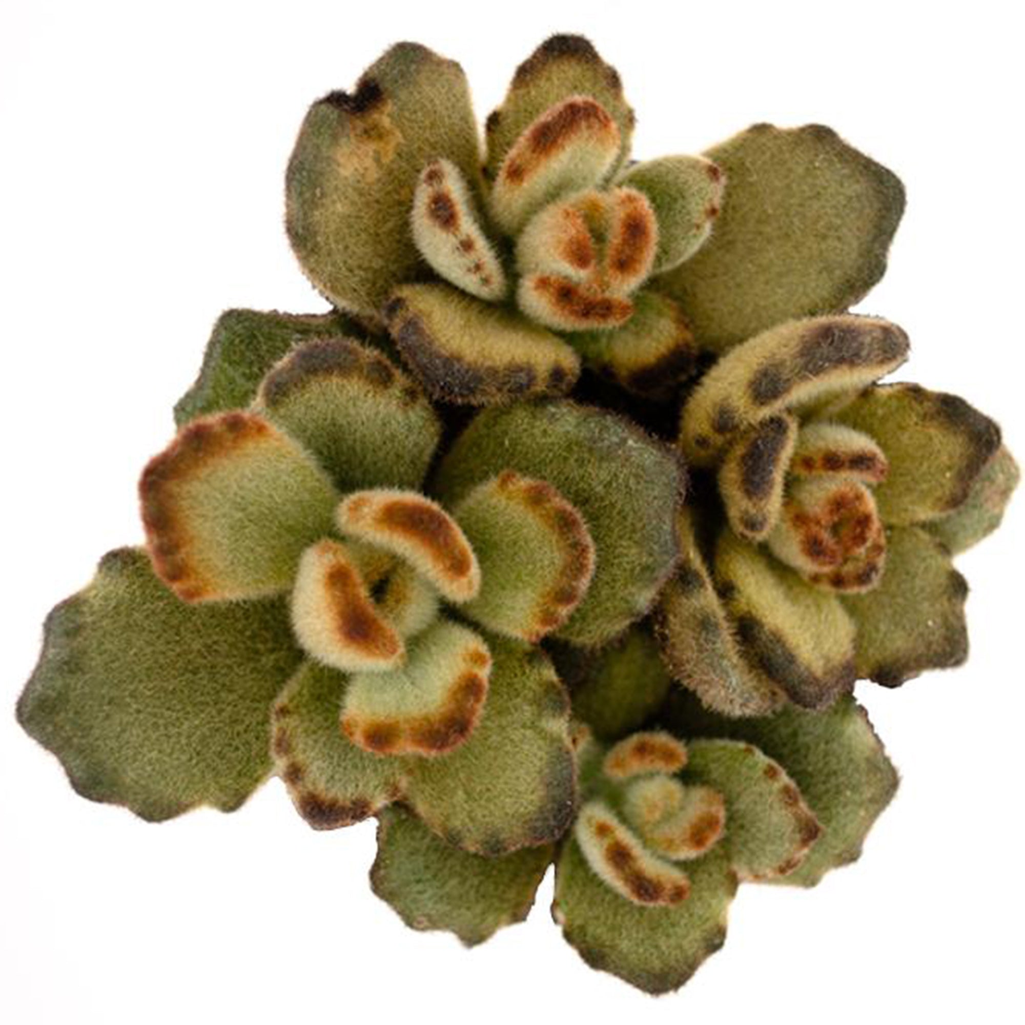 Teddy Bear Succulent: Fuzzy Succulent with Golden Tipped Leaves - Kalanchoe Tomentosa - (3.5") - Easy Plant Care - Unique Succulents - Great for Beginners