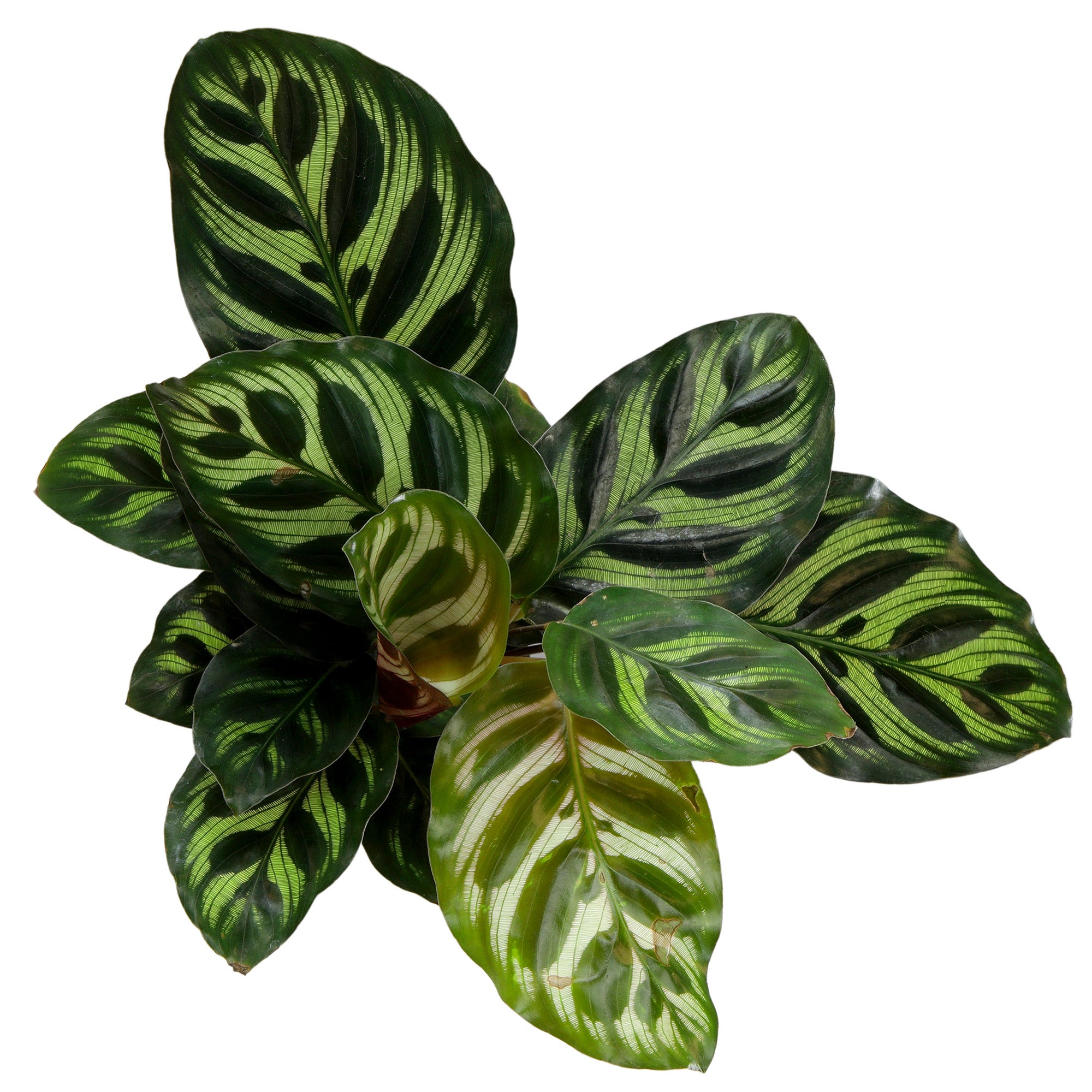 Calathea Peacock Plant : Pet Safe Plants for Plant Lovers - (6” Pot) – Makoyana - Prayer Plant - Non Toxic Plants for Cats & Dogs – Unique Live Indoor Plants