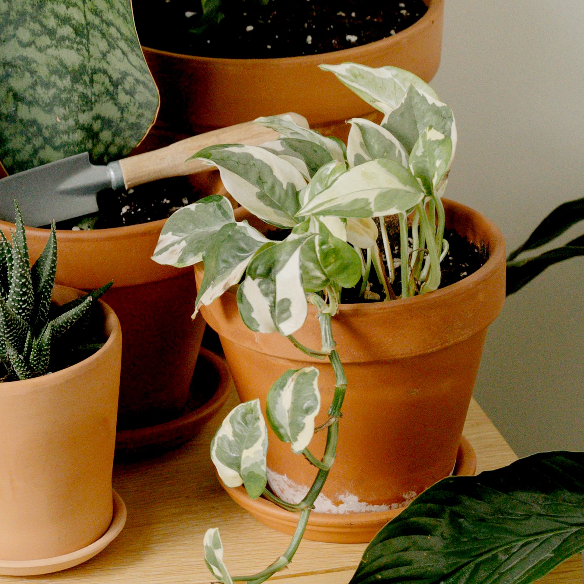 Popular Pothos Plants 4-pack: Easy Hanging Vines & Variegated Plants - (4.25” Pots) - Golden Pothos - Marble Queen Pothos - Neon Pothos - Satin Pothos