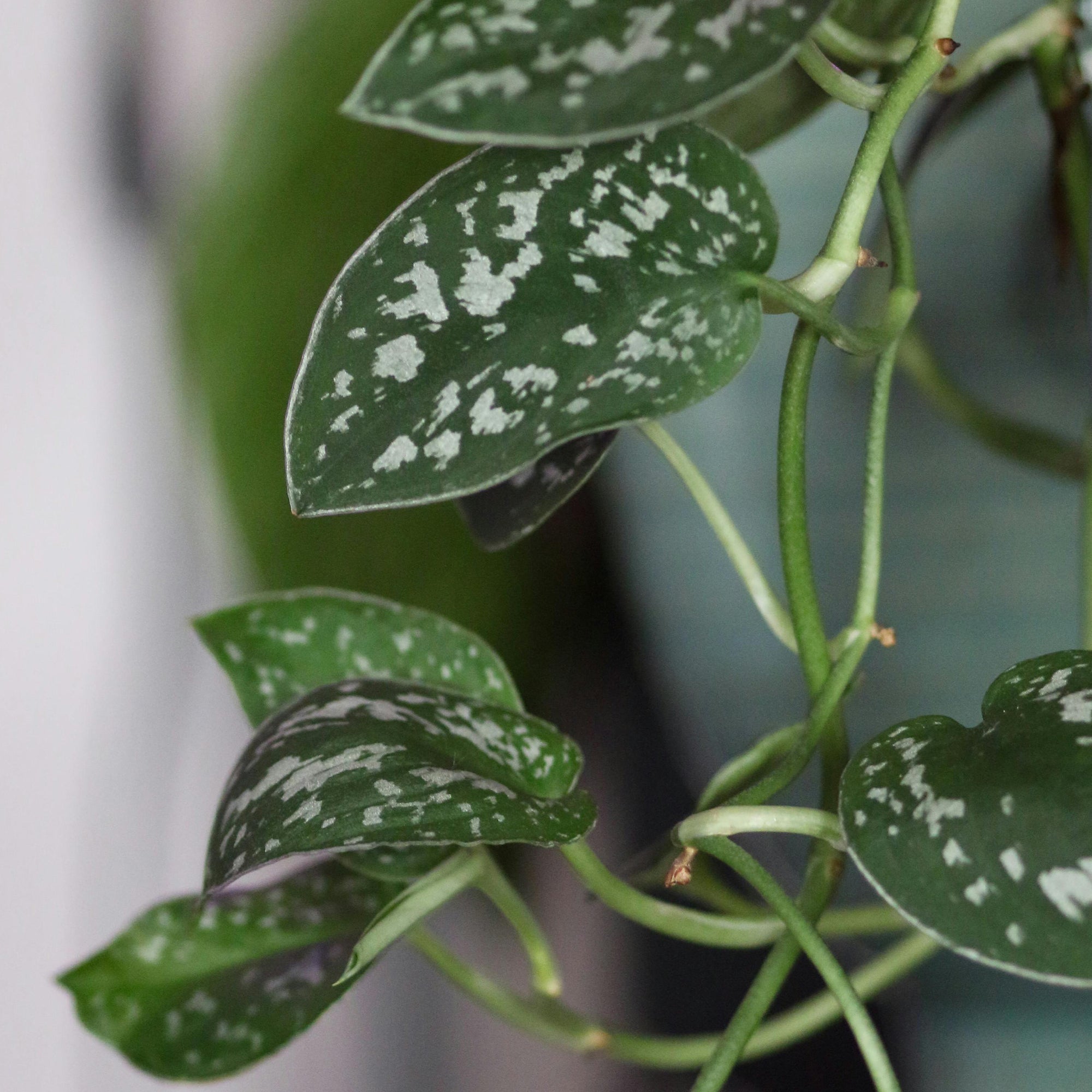 Popular Pothos Plants 4-pack: Easy Hanging Vines & Variegated Plants - (4.25” Pots) - Golden Pothos - Marble Queen Pothos - Neon Pothos - Satin Pothos