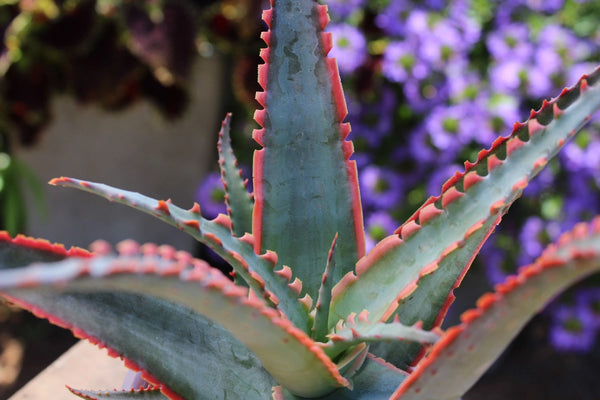 succulent aloe vera plant