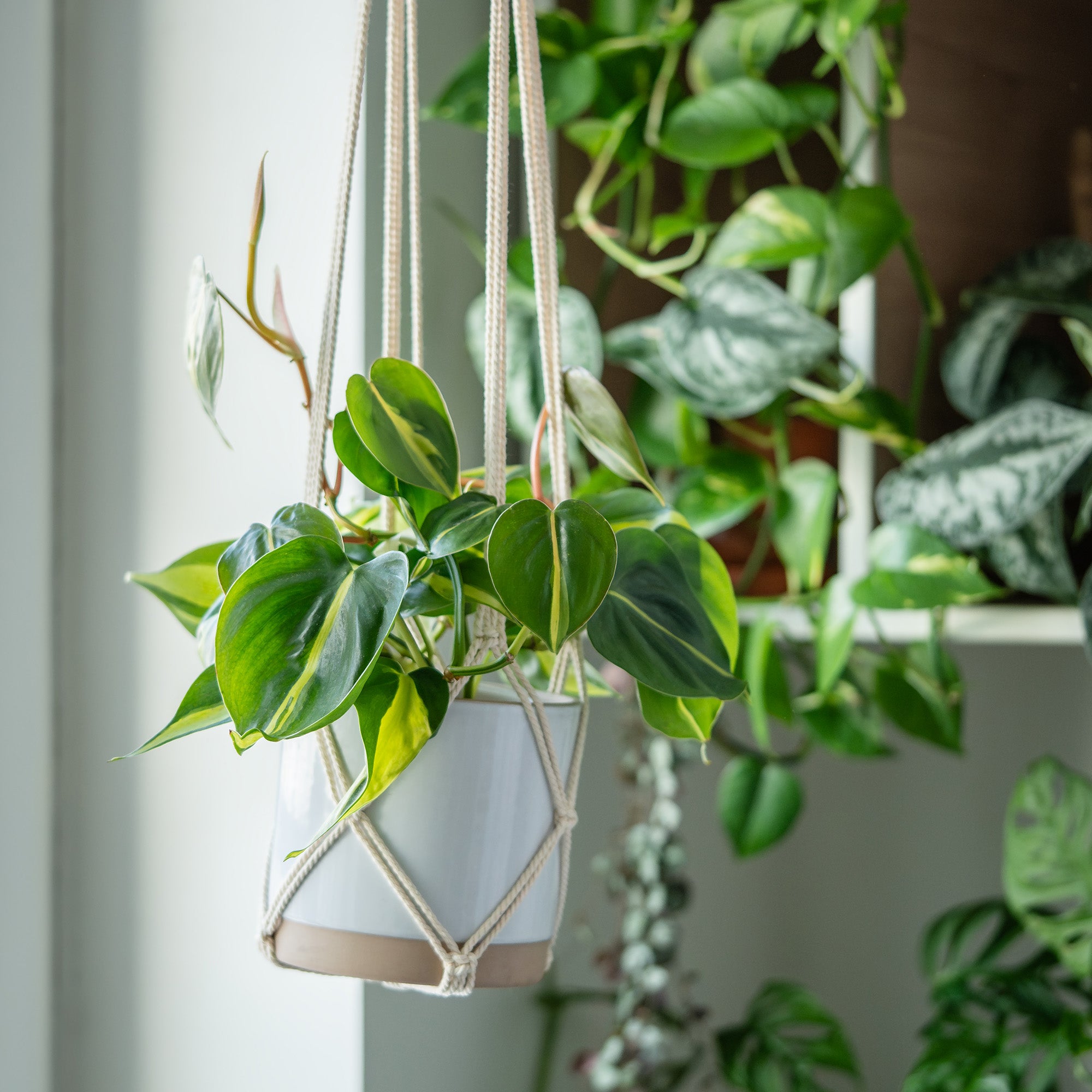 Philodendron Brasil Hanging Basket: Unique Hanging Vine & Variegated Plant - (6” Hanging Pot) – Easy Plant Care - Low Light Tolerant Plants – Philodendron hederaceum – Low Maintenance House Plants
