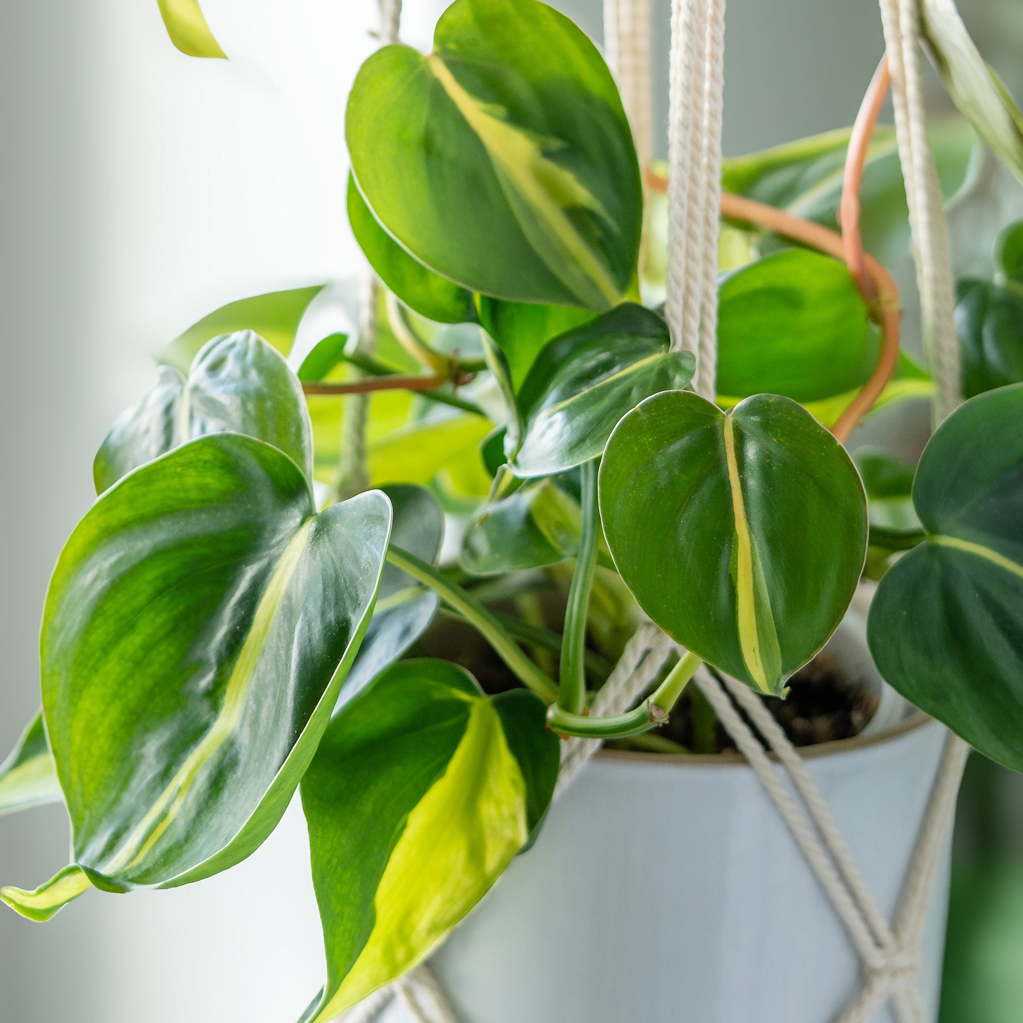 Philodendron Brasil Hanging Basket: Unique Hanging Vine & Variegated Plant - (6” Hanging Pot) – Easy Plant Care - Low Light Tolerant Plants – Philodendron hederaceum – Low Maintenance House Plants