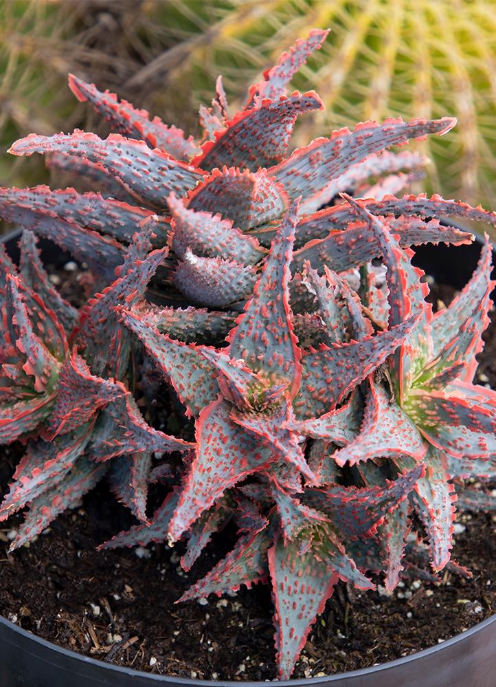 Aloe Oik lifestyle close up