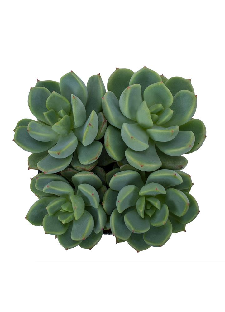 Graptoveria 'Titubans' - 2.5IN