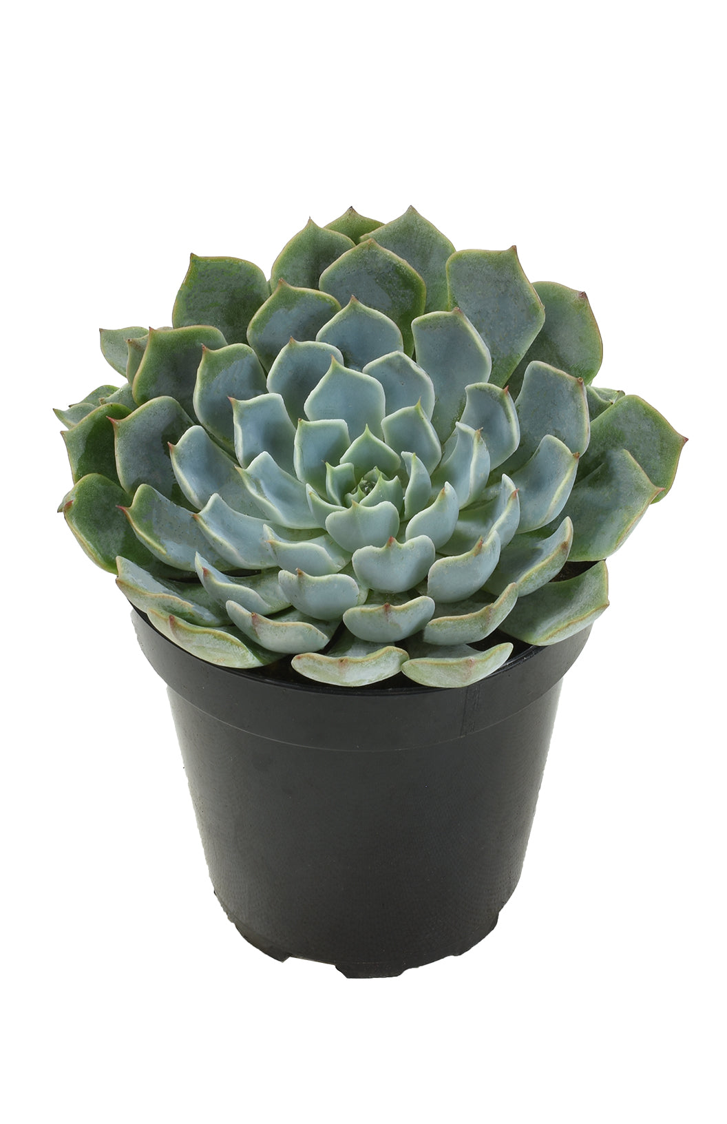 Echeveria 'Allegra': Hybrid Blue Succulent - Pet-friendly Plant for Cats & Dogs - (3.5") - Drought Tolerant Plants - Easy Plant Care - Non-toxic Succulents – Flowering Plant