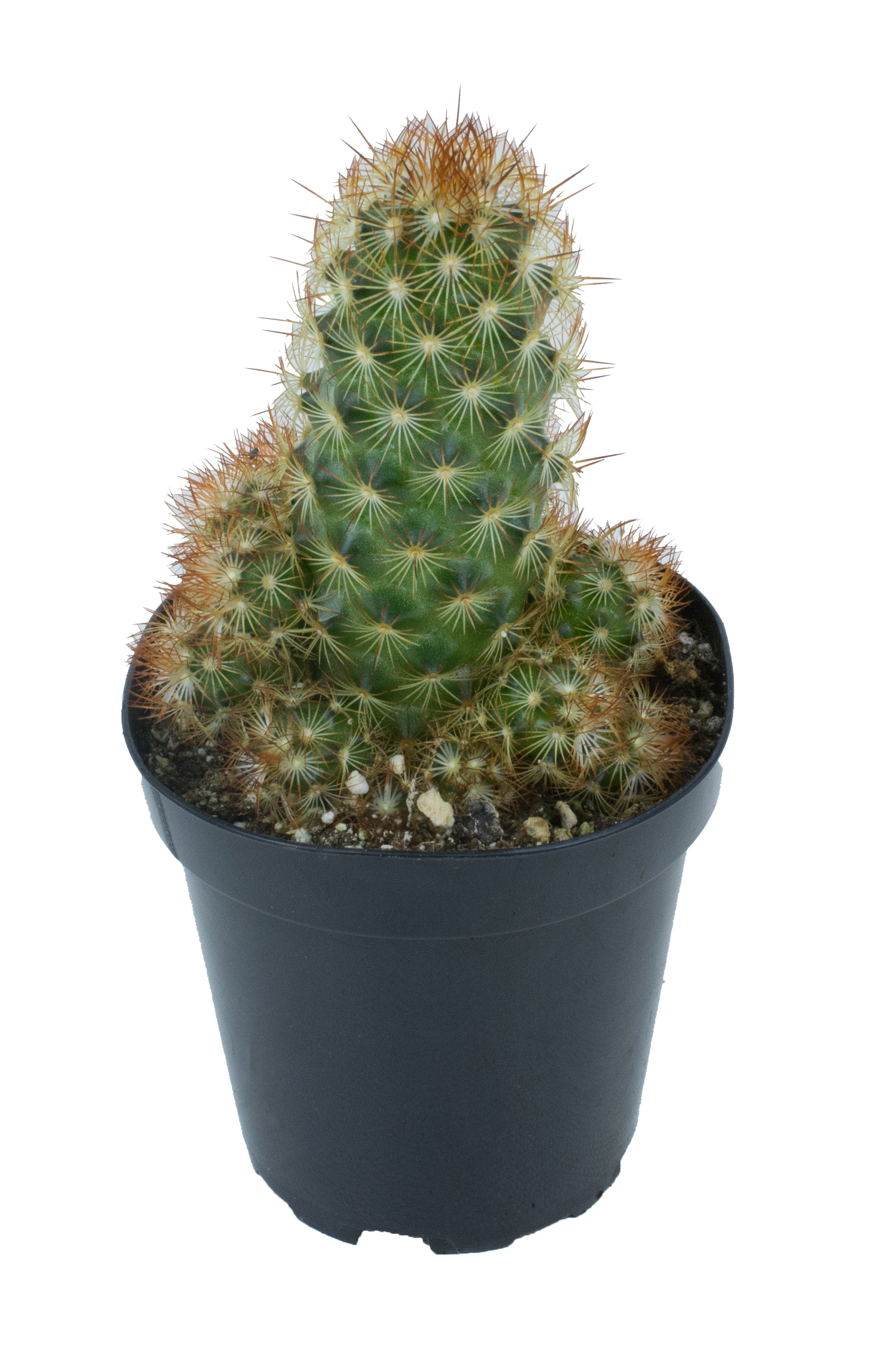 Mammillaria elongata ‘Copper King’