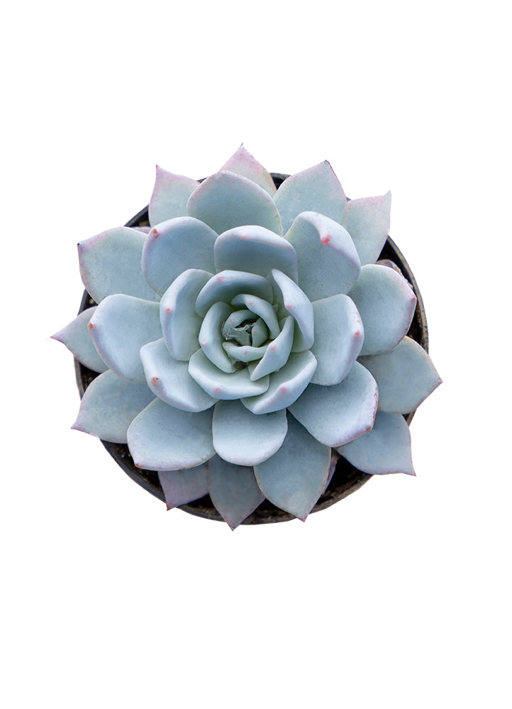 Echeveria peacockii