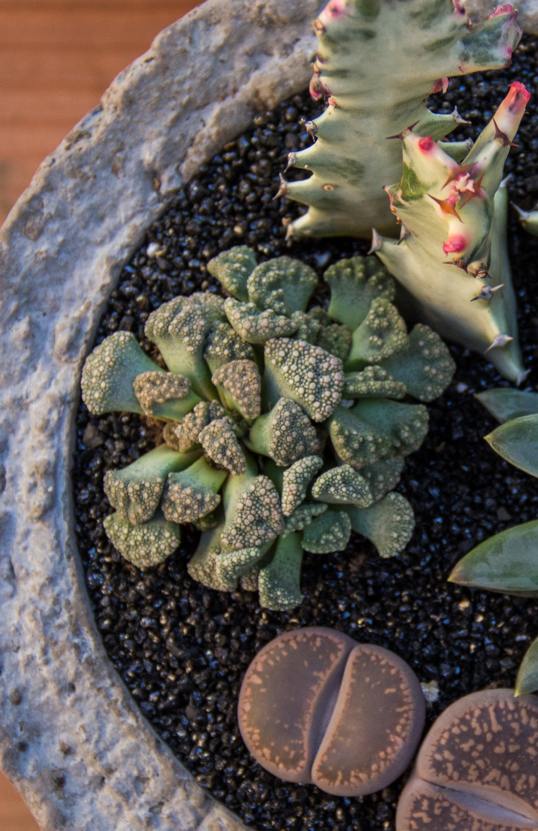 Aloinopsis luckhoffii