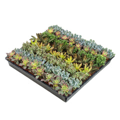 2" Assorted Succulents 64 Pack - Live Succulent Plants (64 Pack) Assorted Potted Succulents Plants Live House Plants in Cacti and Succulent Soil Mix - Cactus Plants Live Indoor Plants Live Houseplants in Planter Pots