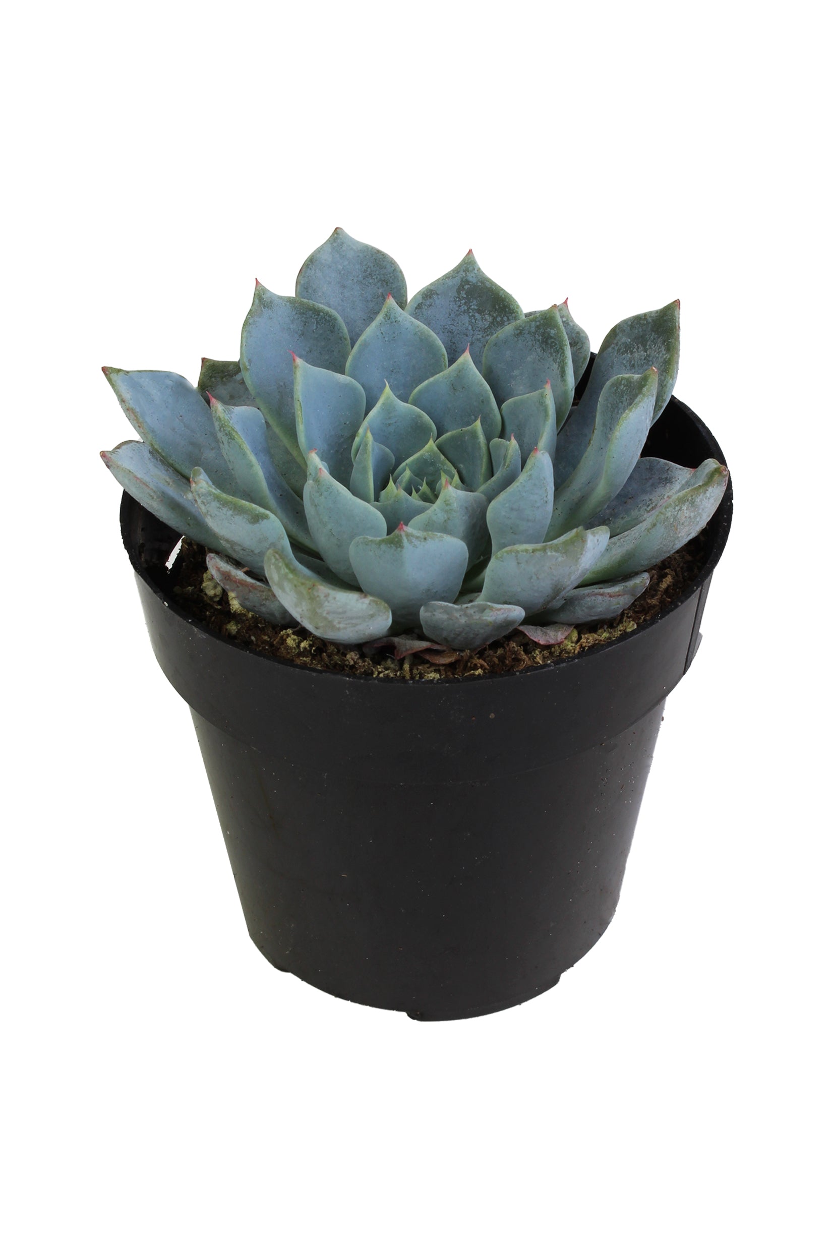 Echeveria ‘Azulita’