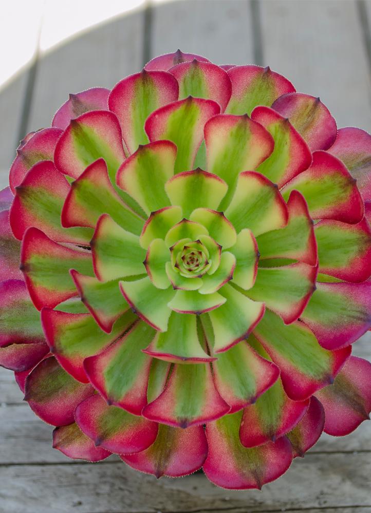 Aeonium ‘Mardi Gras’ USPP21,407