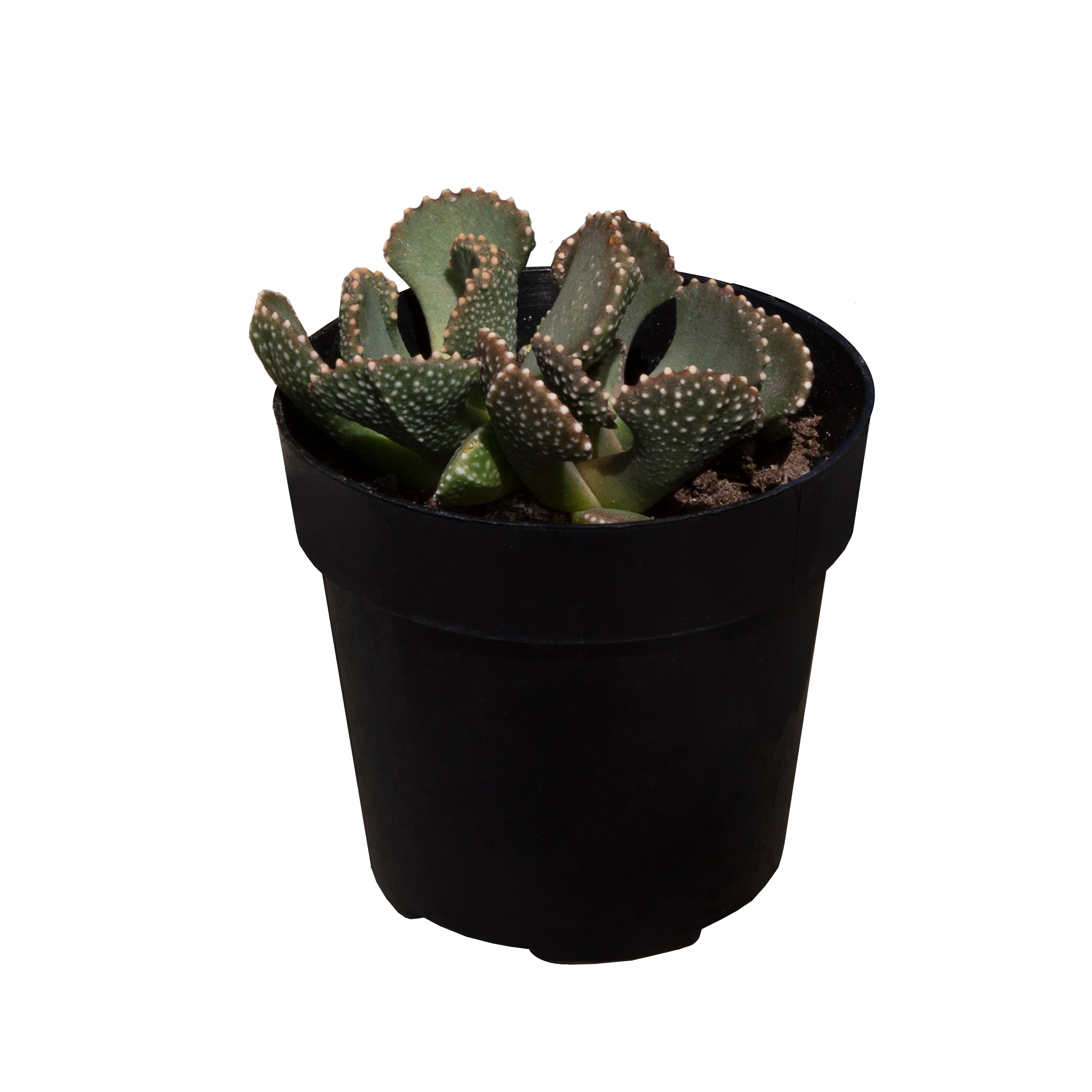 Aloinopsis malherbei