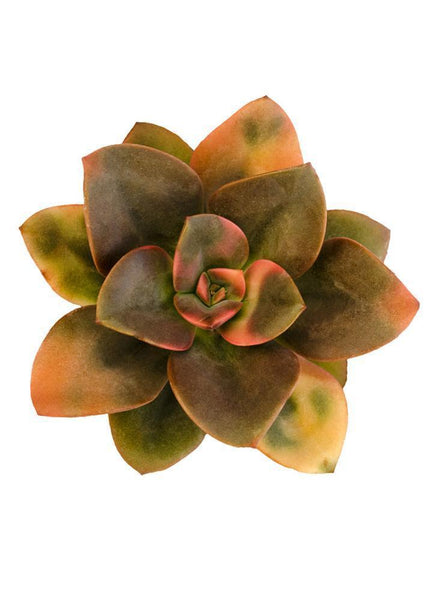 succulent chroma Echeveria ‘Chroma’